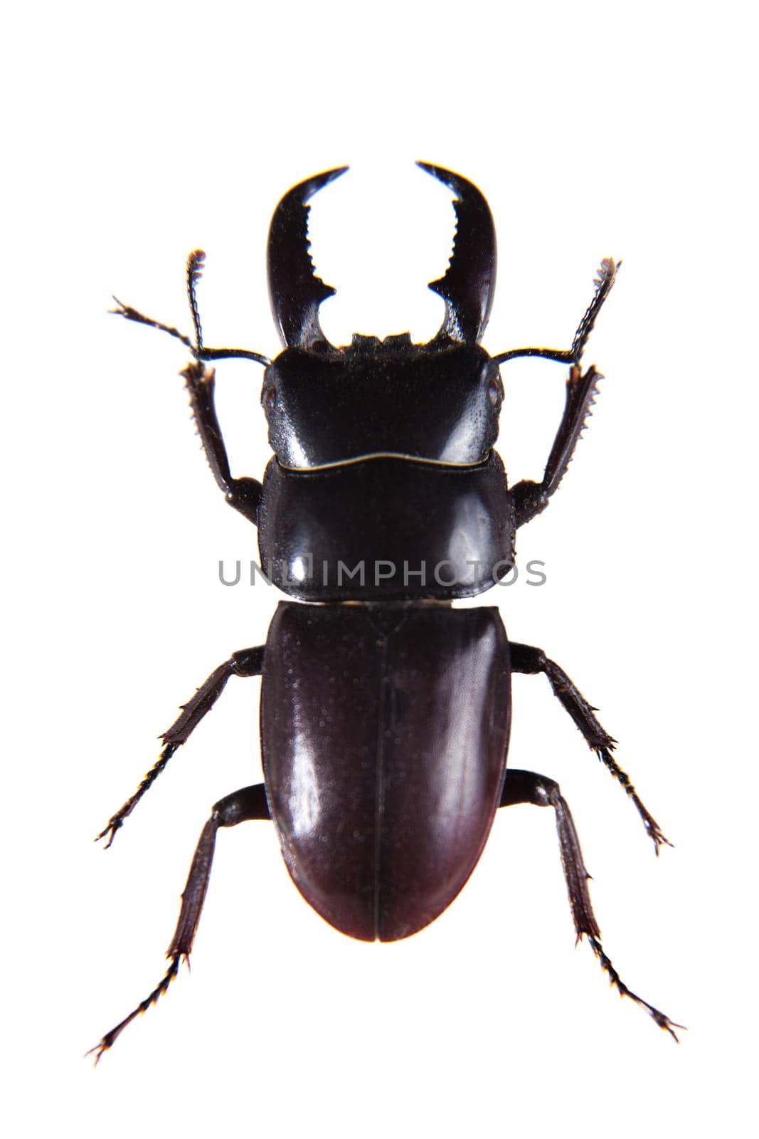 Stag beetle on the white background by RosaJay
