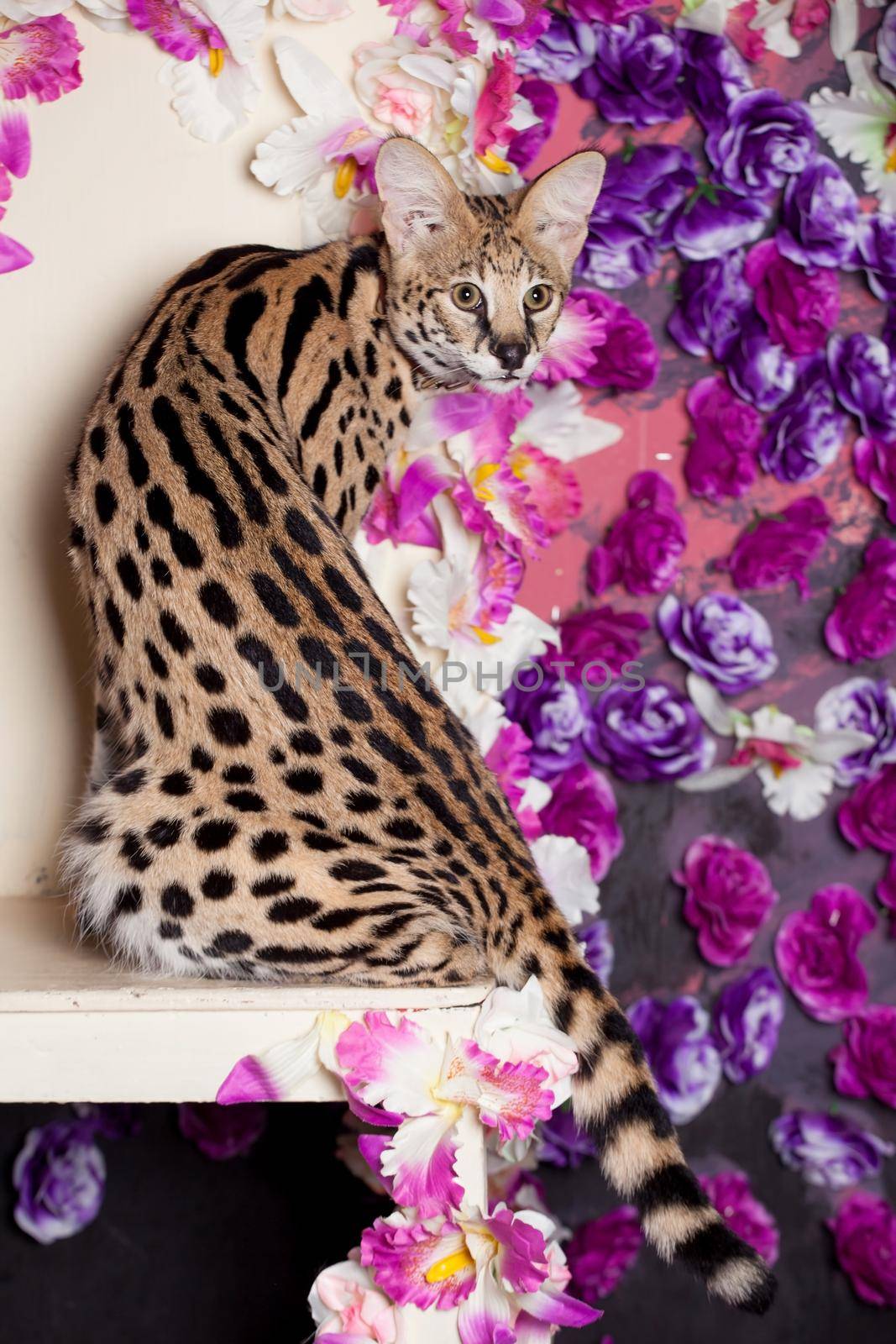 Beautiful serval, Leptailurus serval, with violet flowers