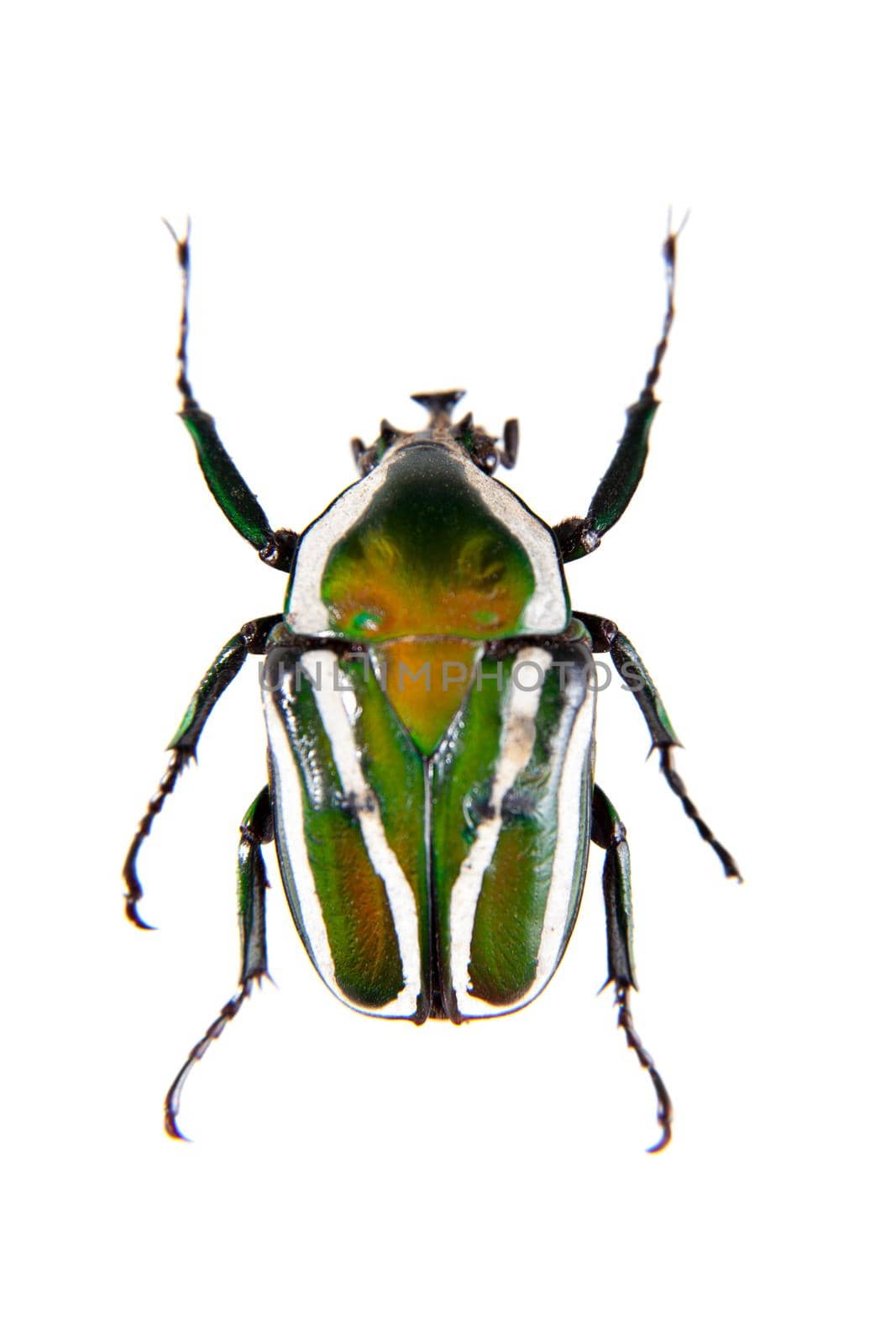 Stripped green beetle on the white background by RosaJay