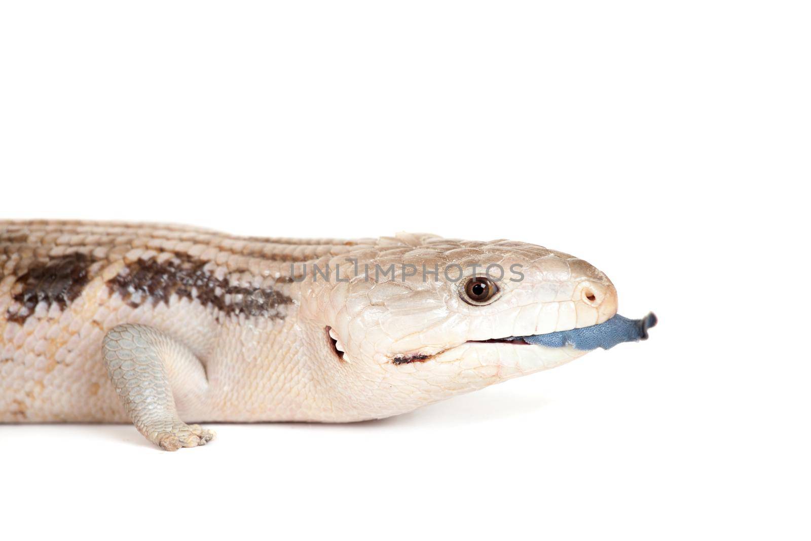 Eastern Blue-tongued Skink on white by RosaJay