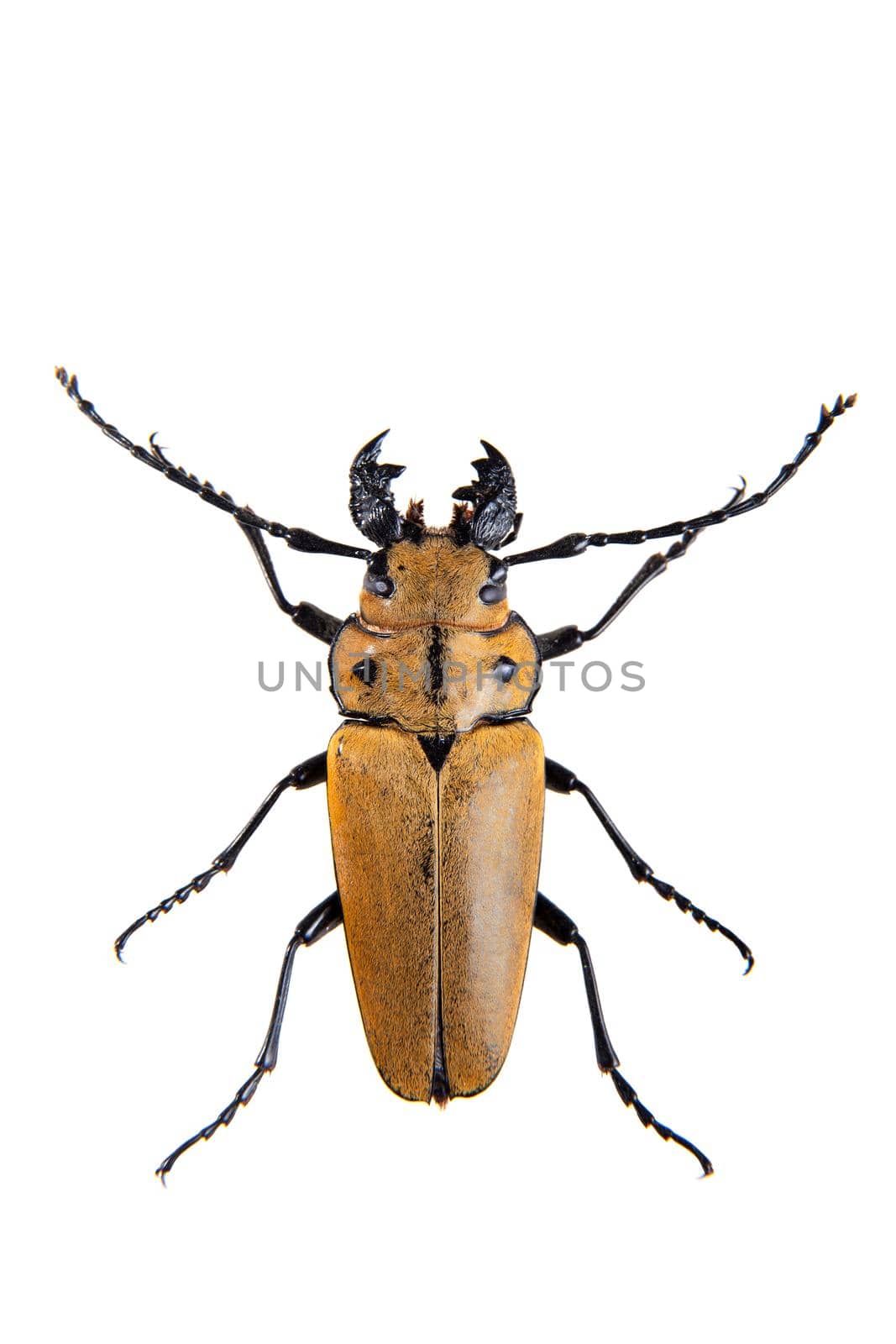 The Pine sawyer beetle in museum isolated on the white background