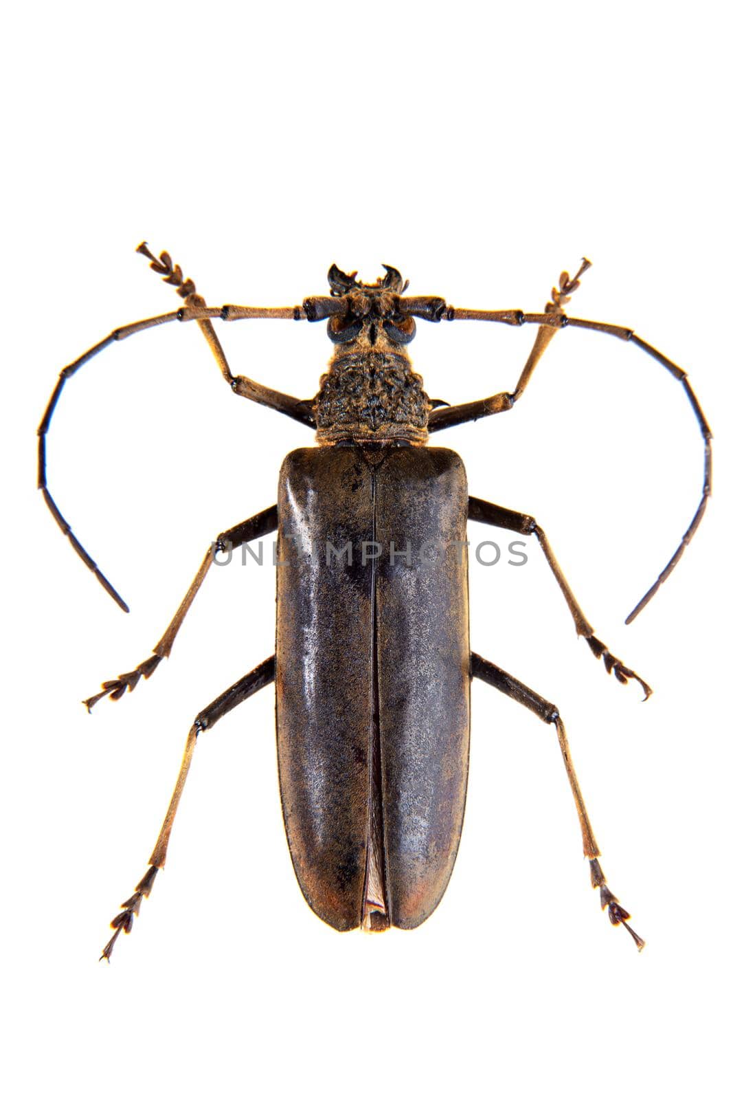 The Pine sawyer beetle in museum isolated on the white background