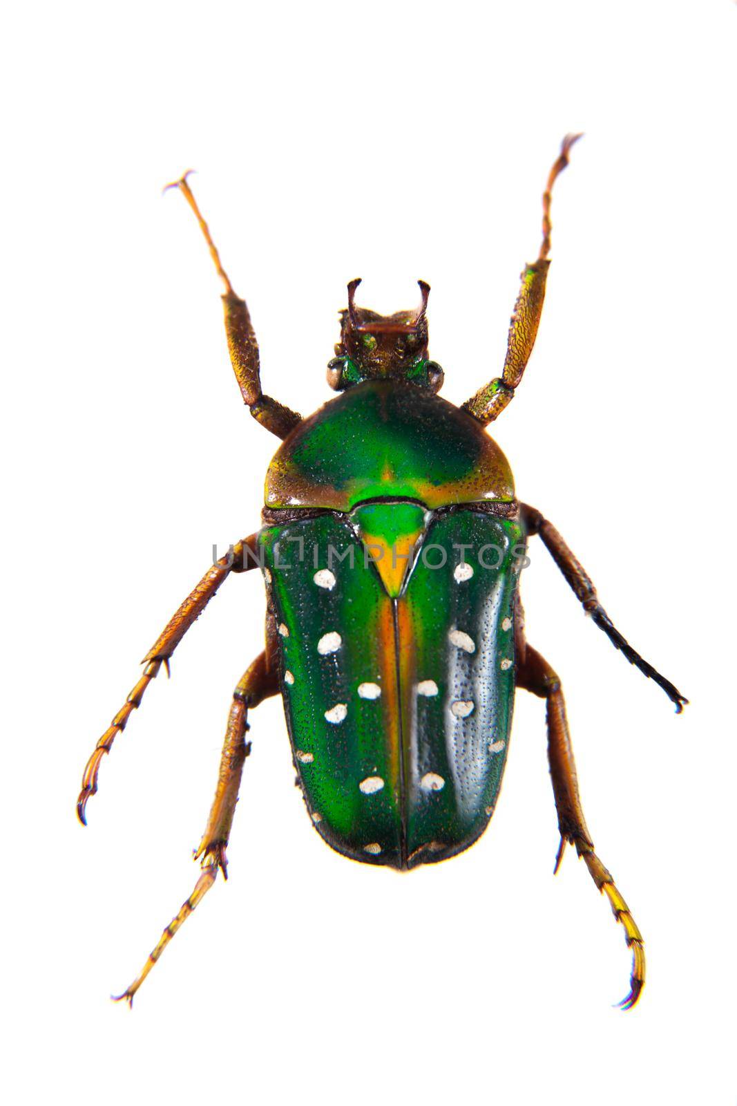 Spotted green beetle in museum isolated on the white background