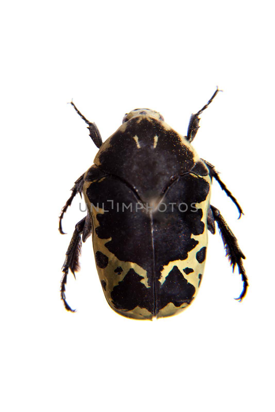 Spotted beetle in museum isolated on the white background
