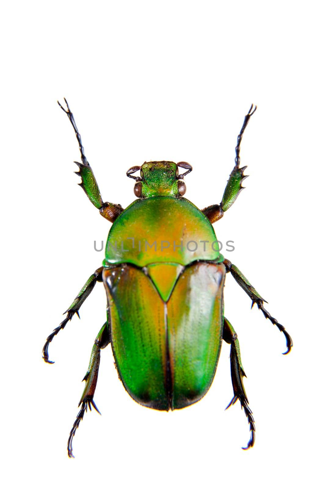 Green beetle in museum isolated on the white background