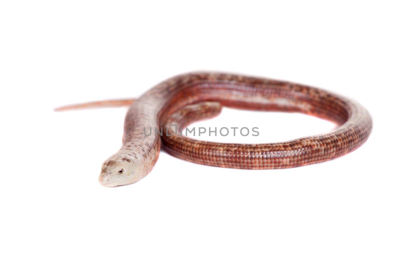 Sheltopusik or European Legless Lizard on white by RosaJay