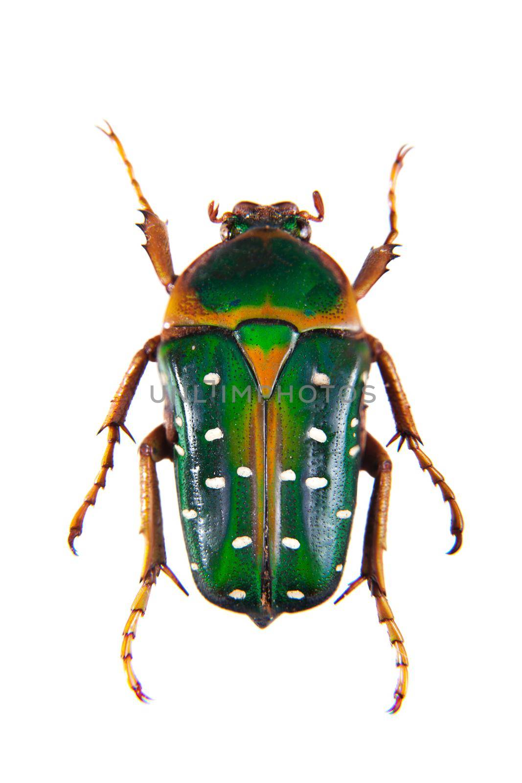Spotted green beetle on the white background by RosaJay