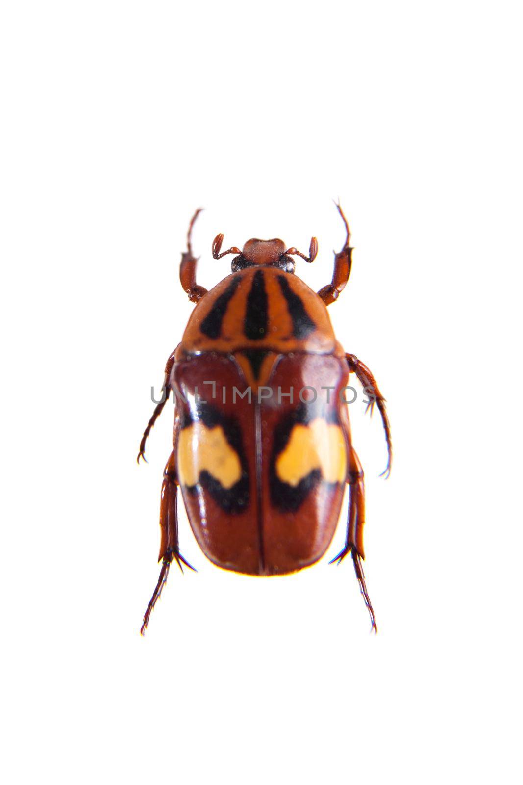 Flower beetle in museum isolated on the white background