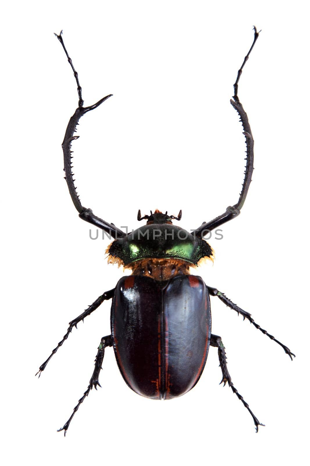 Arlequin beetle in museum isolated on the white background