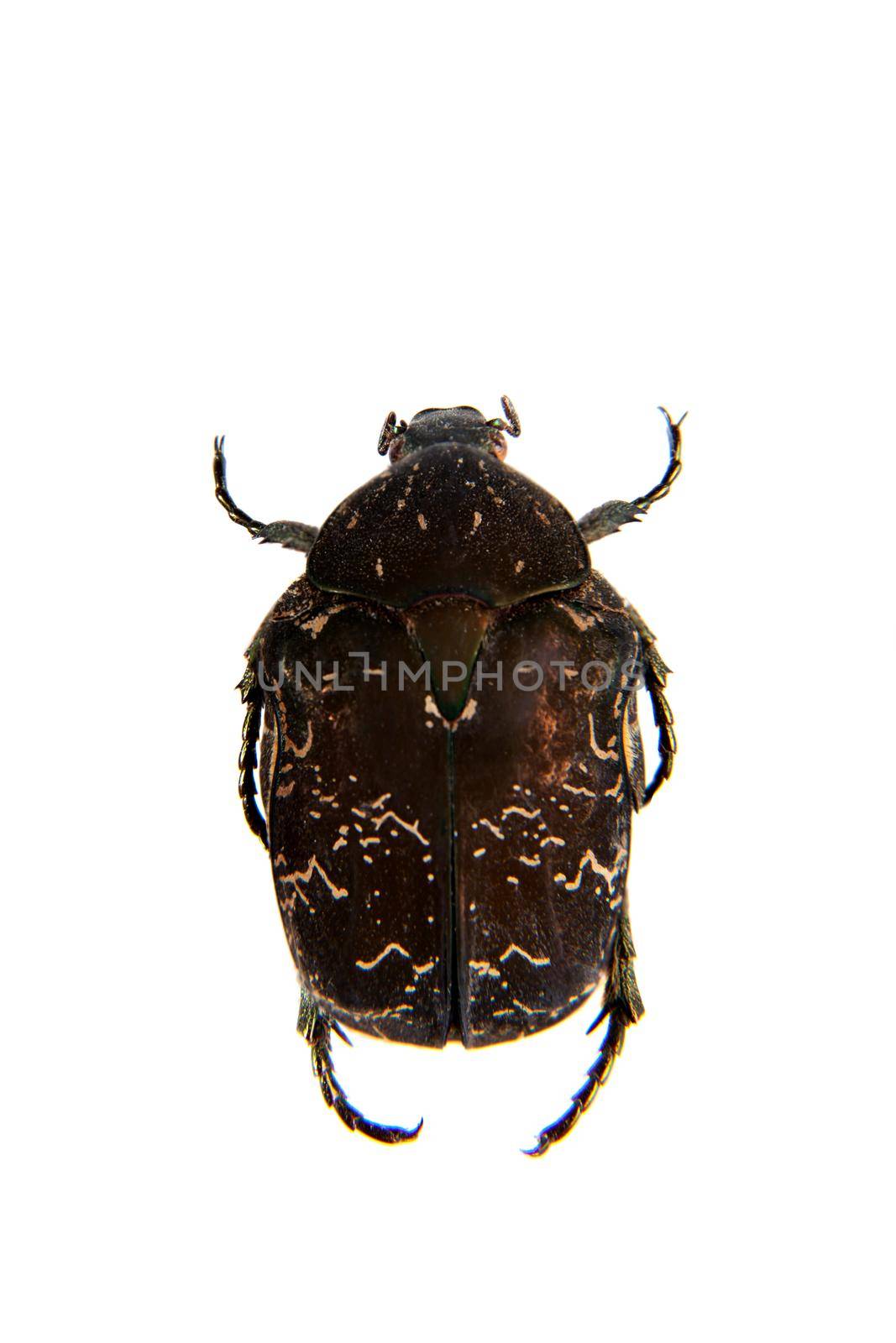 Spotted beetle on the white background by RosaJay