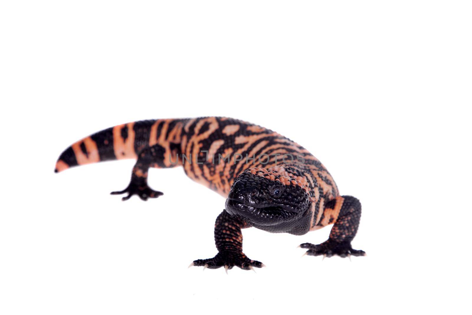 Gila Monster, Heloderma suspectum, isolated on white background