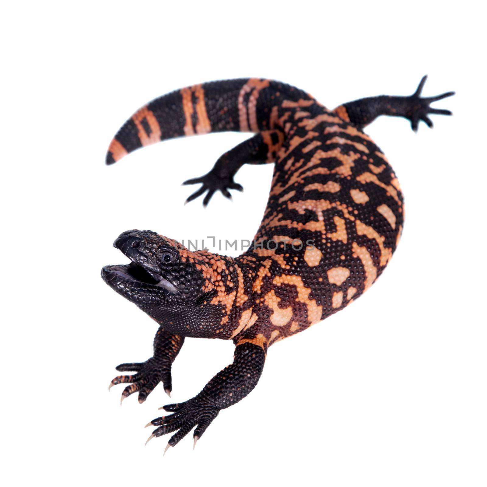 Gila Monster, Heloderma suspectum, isolated on white background