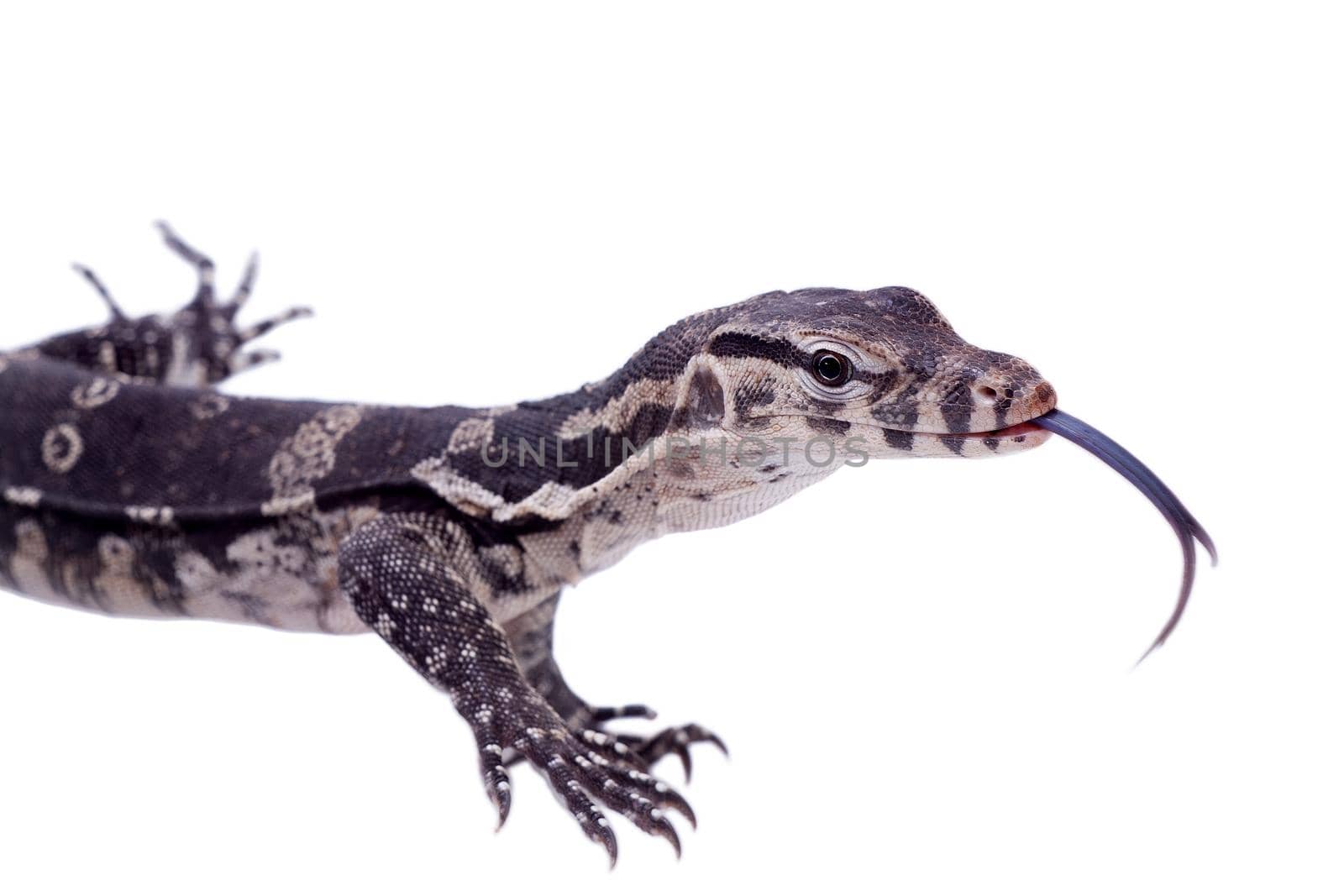 Timor Monitor Lizard, Varanus timorensis, isolated on white background