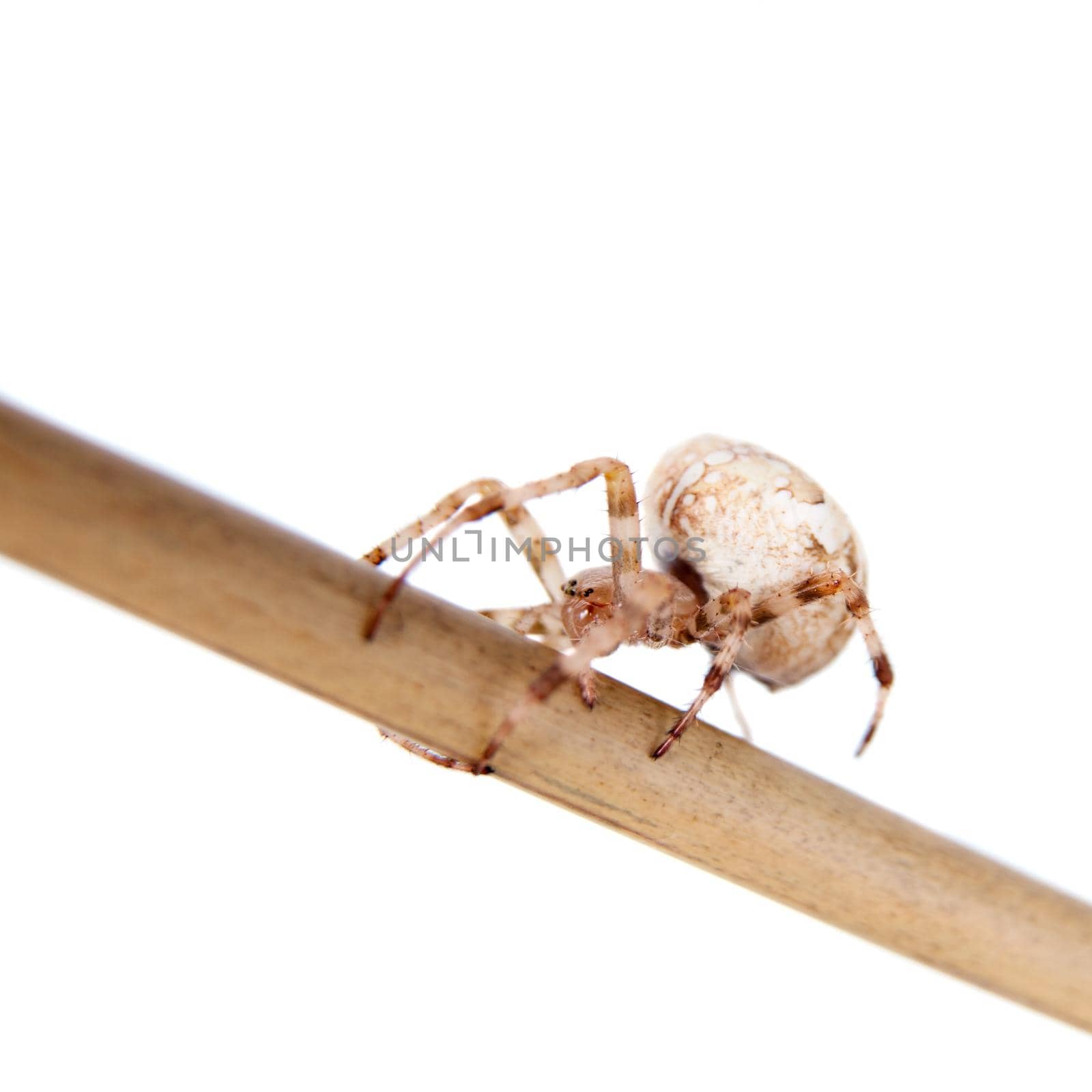 The european garden spider, araneus diadematus, female on white by RosaJay