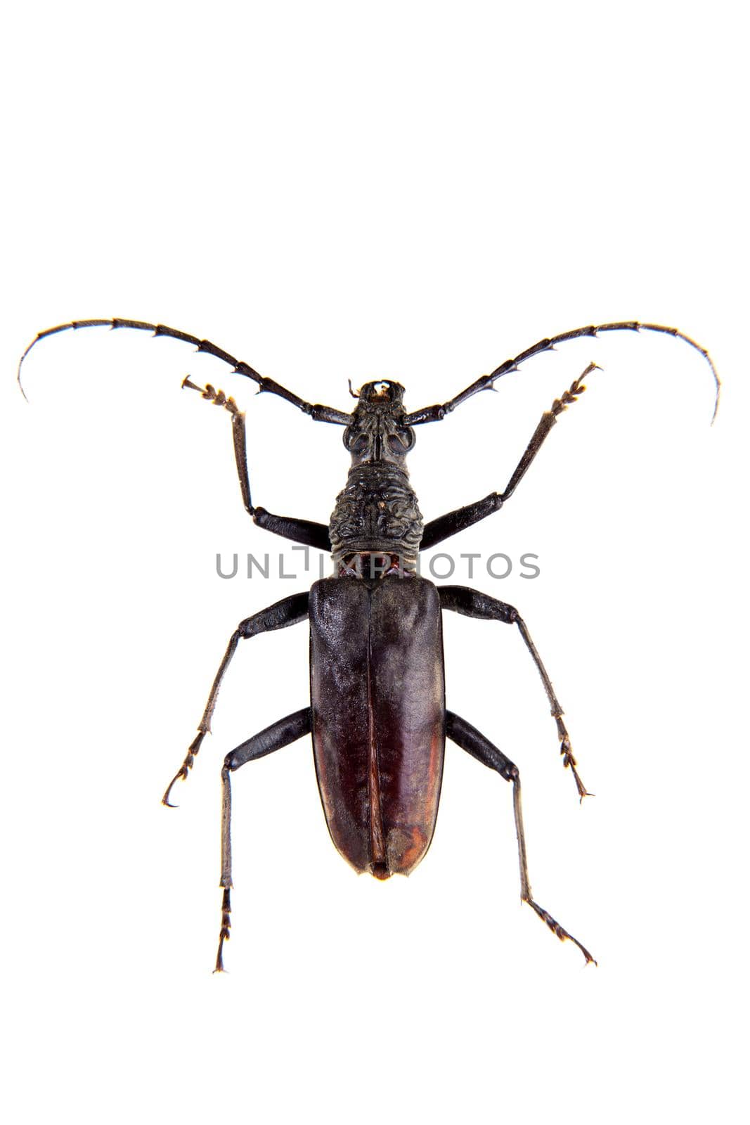 The Pine sawyer beetle in museum isolated on the white background