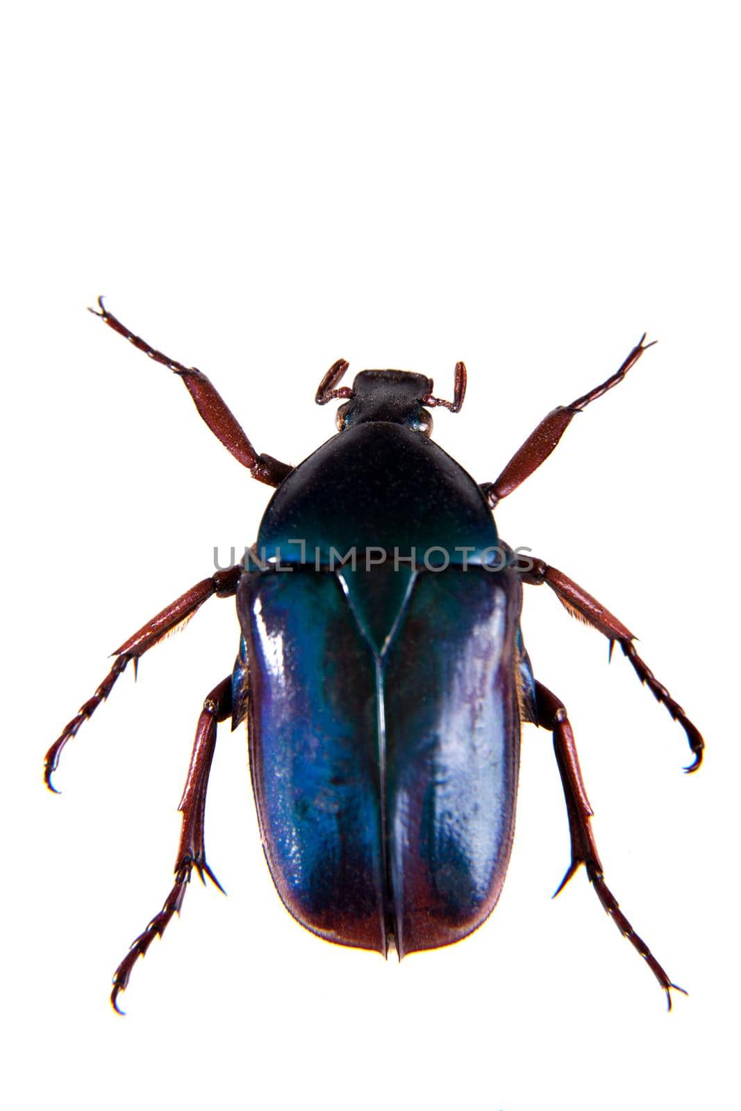 Blue beetle in museum isolated on the white background