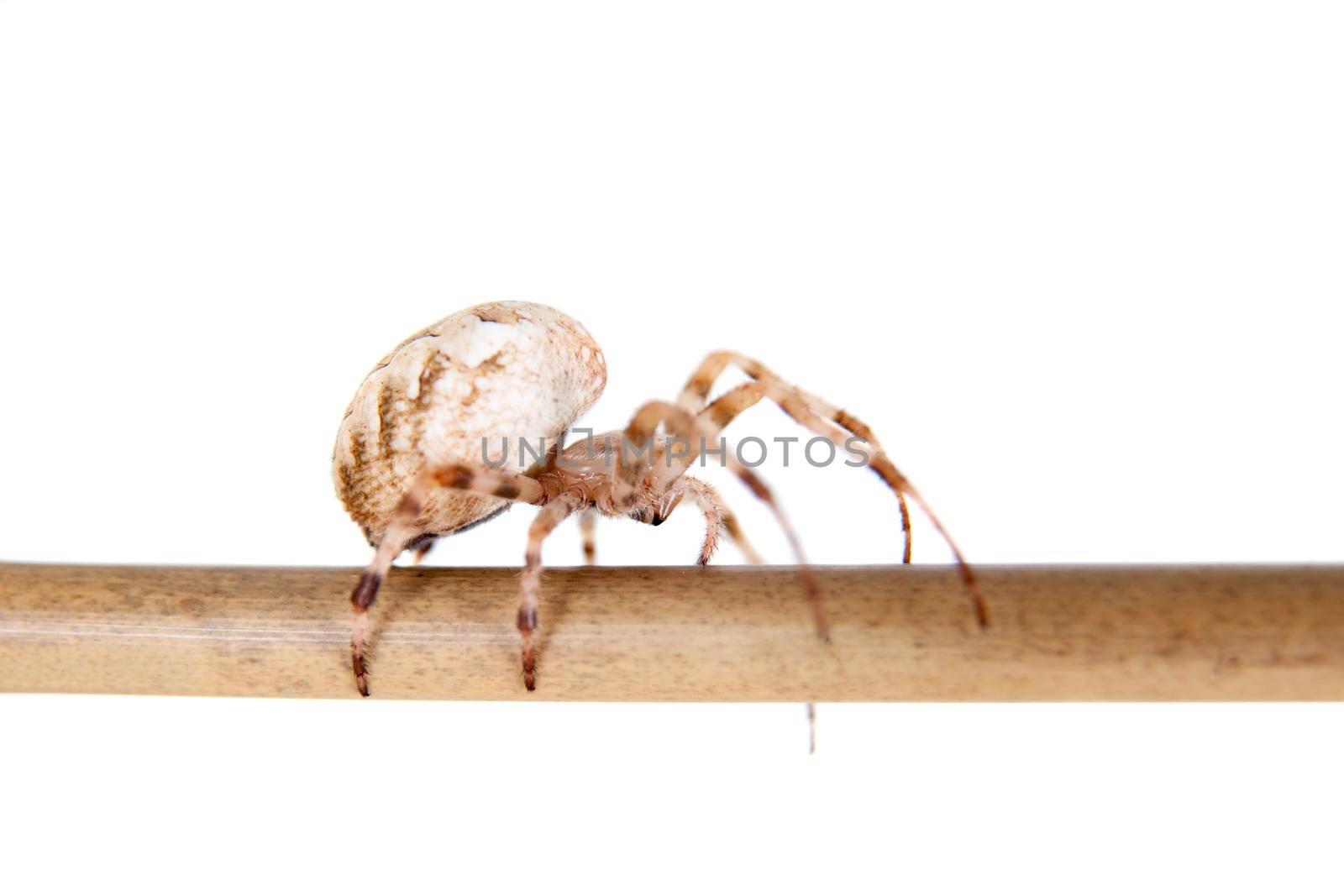 The european garden spider, araneus diadematus, female, isolated on white background