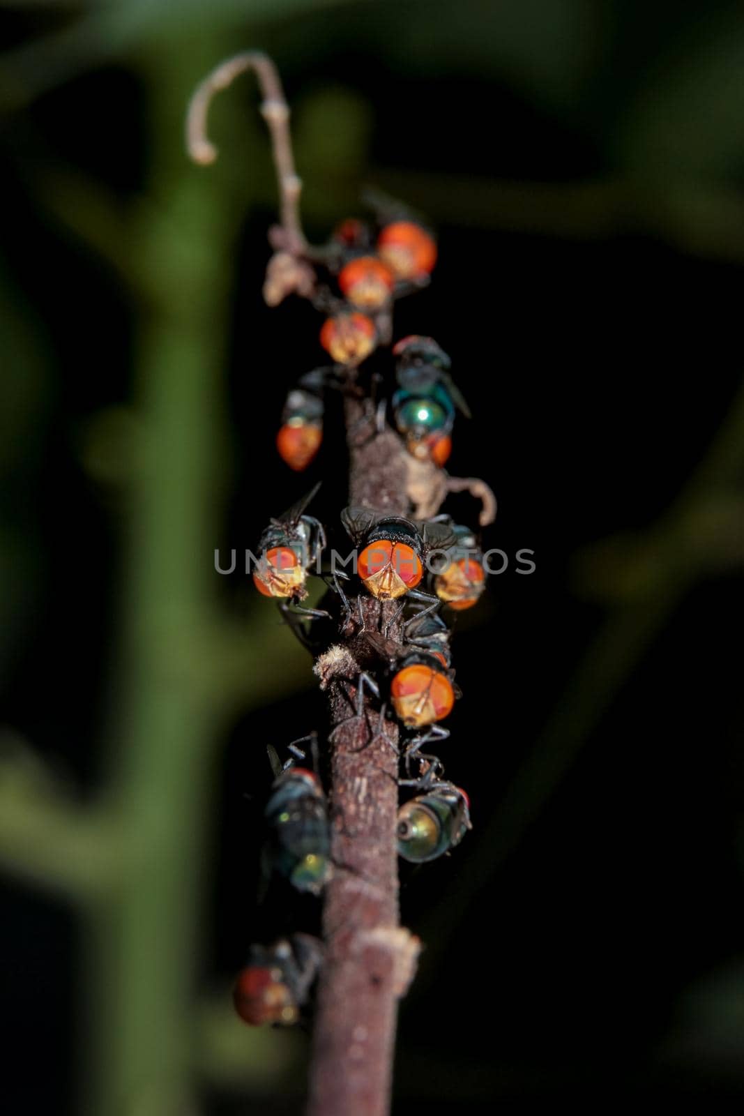 Some exotic flies sitting on branch in jungle