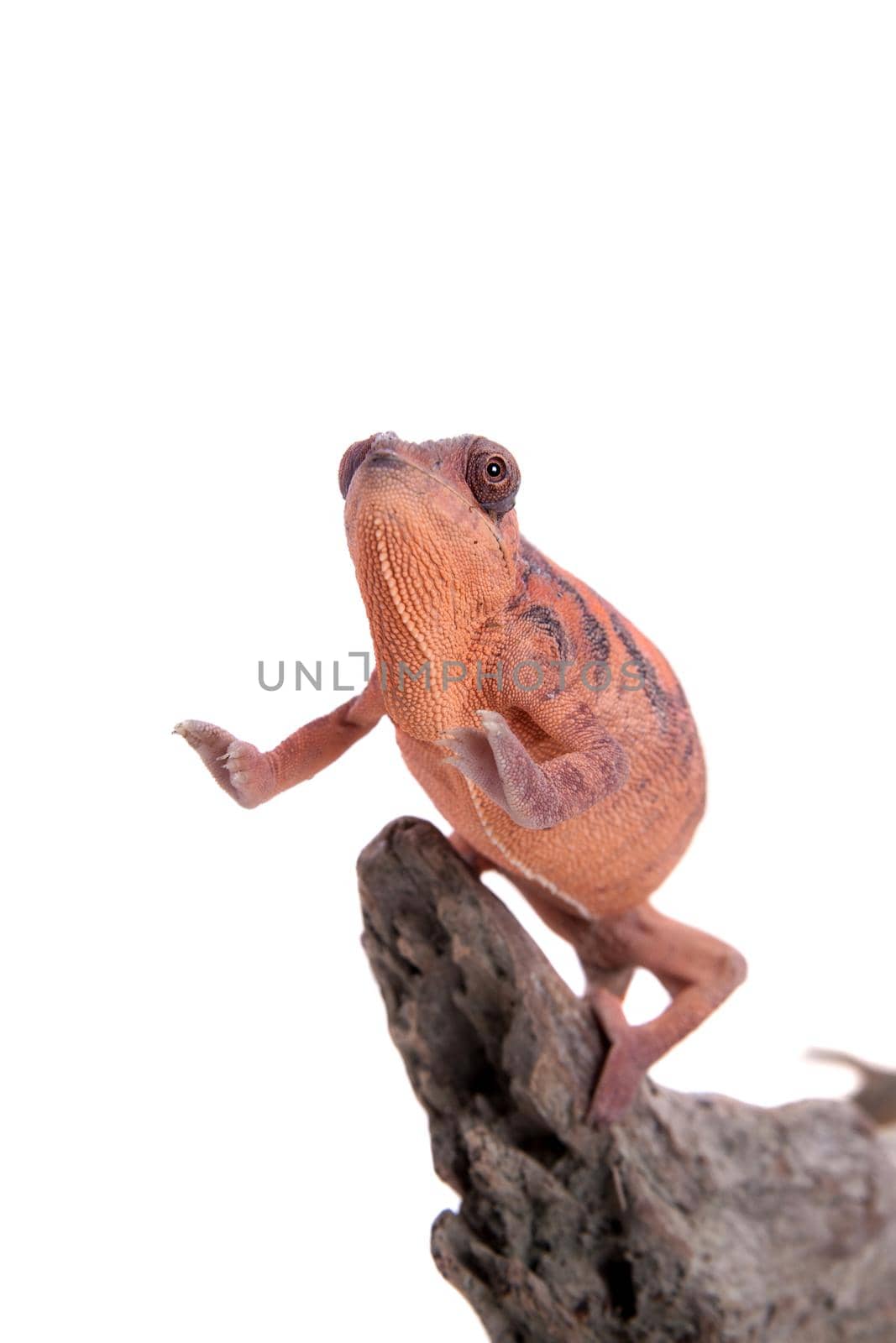 The panther chameleon, Furcifer pardalis isolated on white background