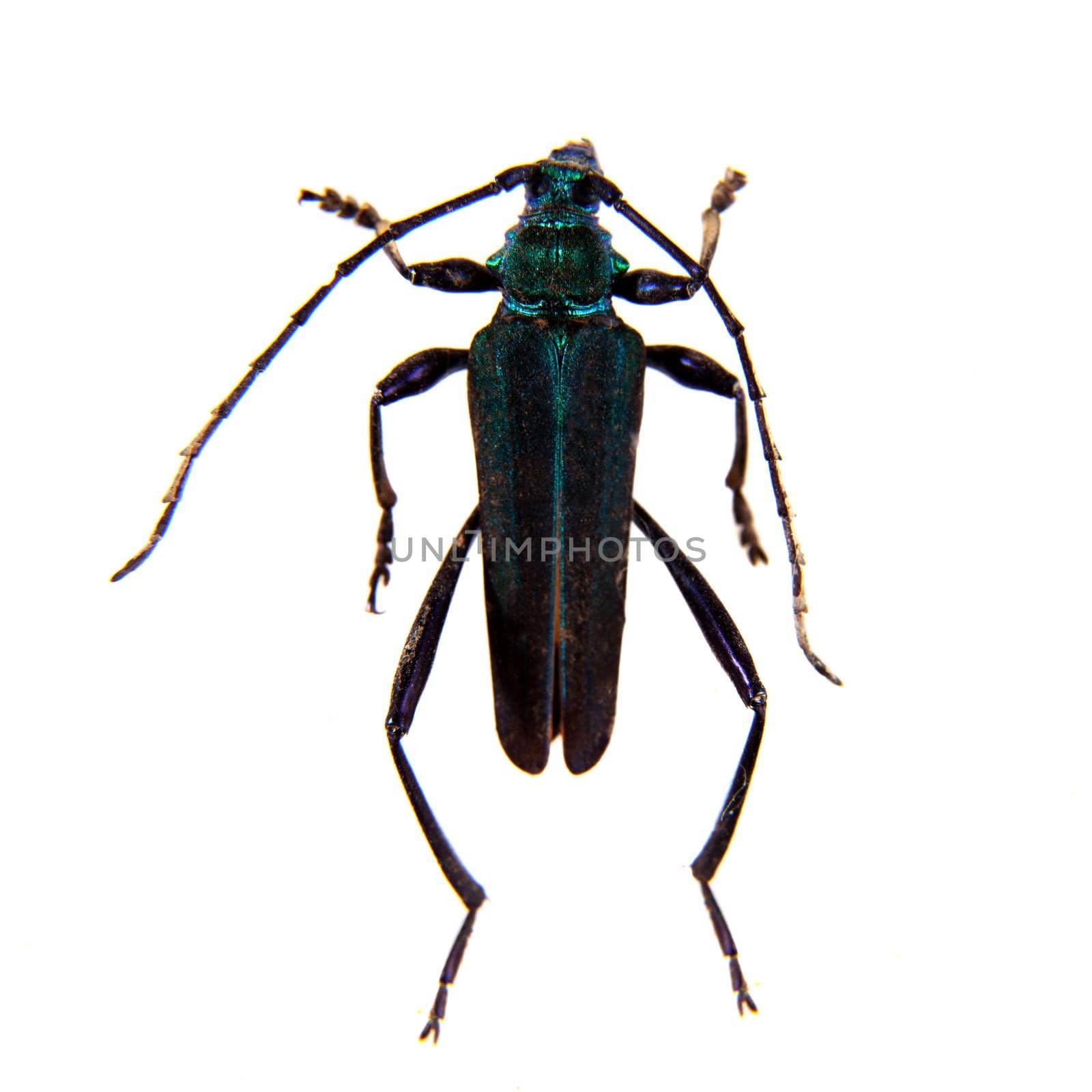 The Pine sawyer beetle in museum isolated on the white background