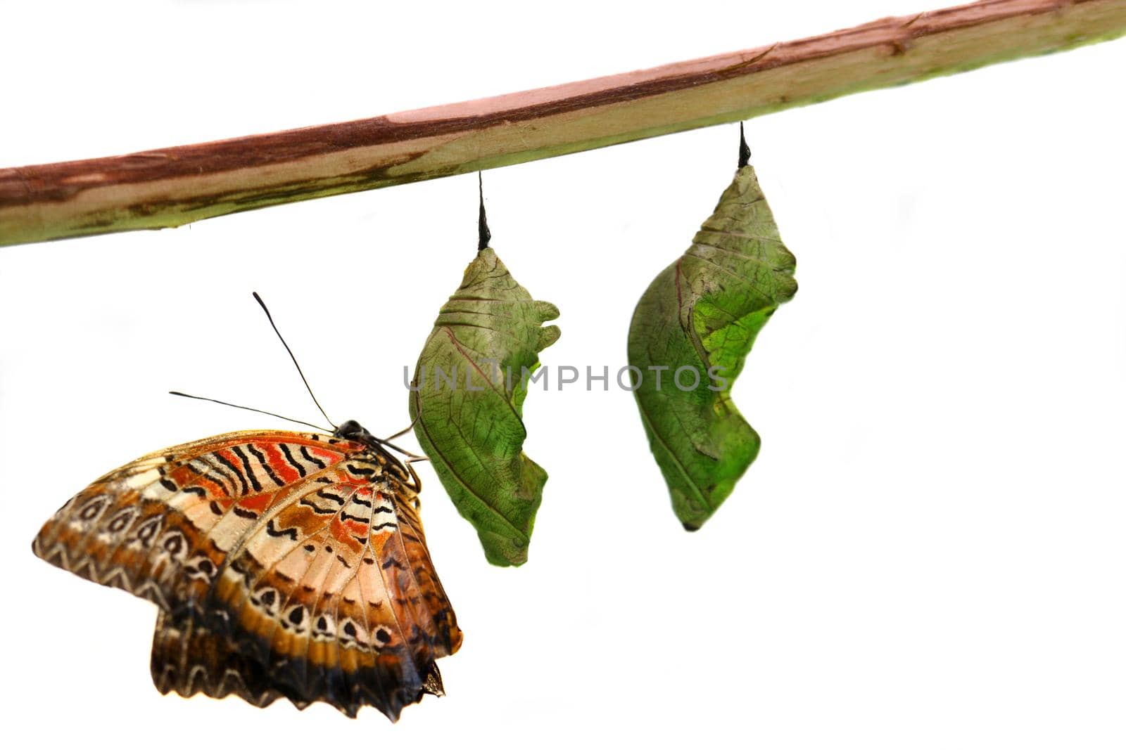 Lacewing Butterfly on the Pupae isolated over white background