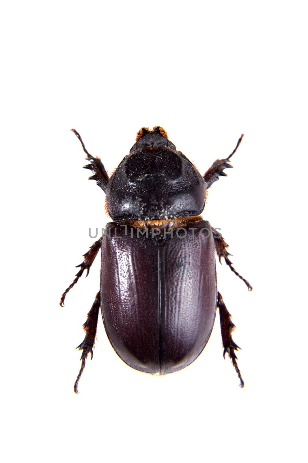 Rhinoceros beetle in museum isolated on the white background