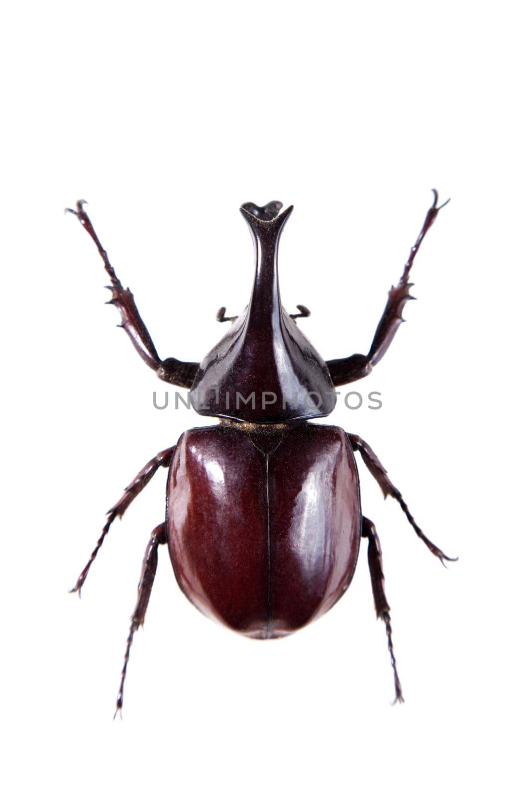 Rhinoceros beetle in museum isolated on the white background