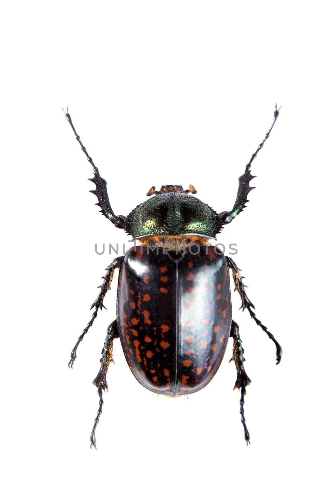 Arlequin beetle on the white background by RosaJay