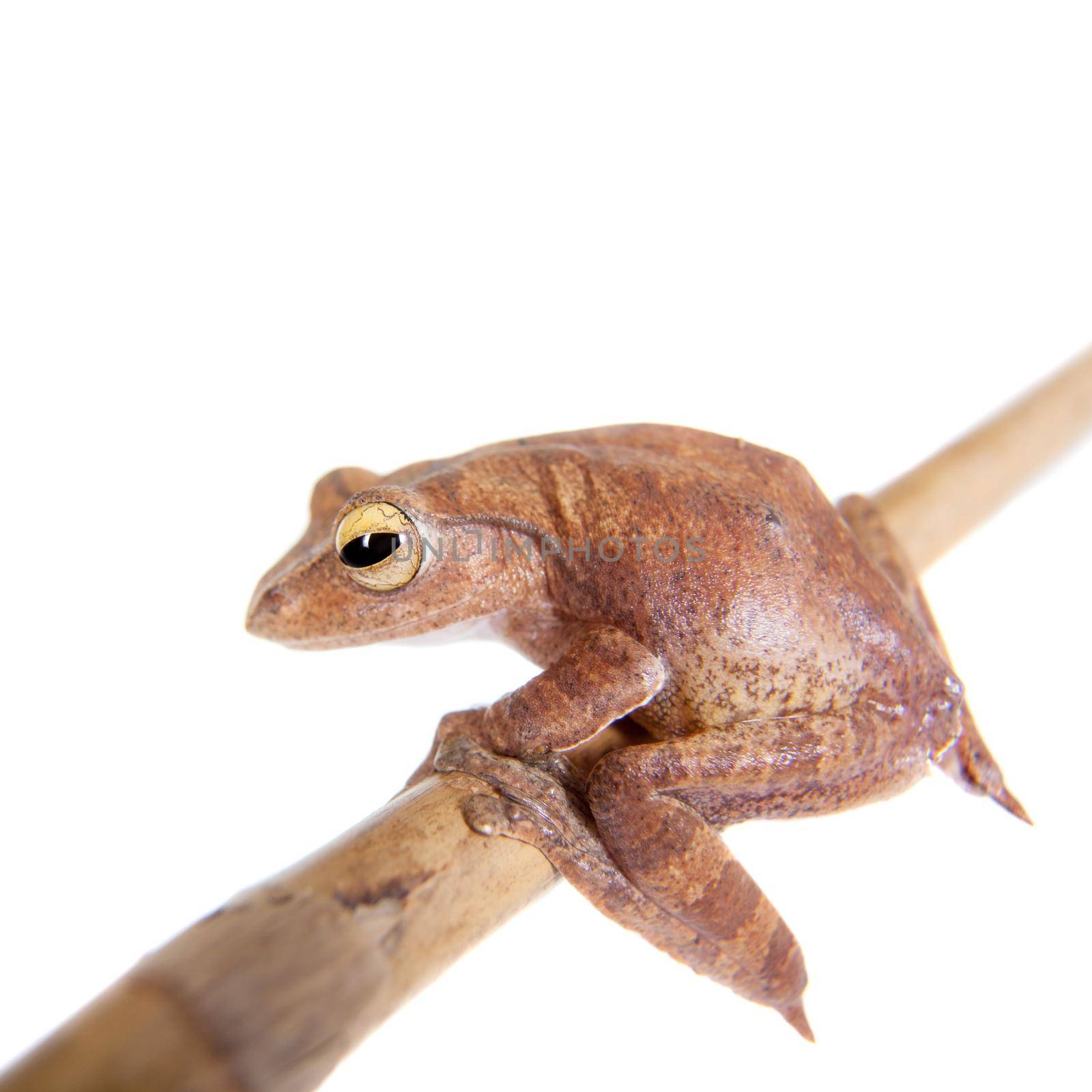 Rhacophorus robertingeri, rare species of flying tree frog on white by RosaJay