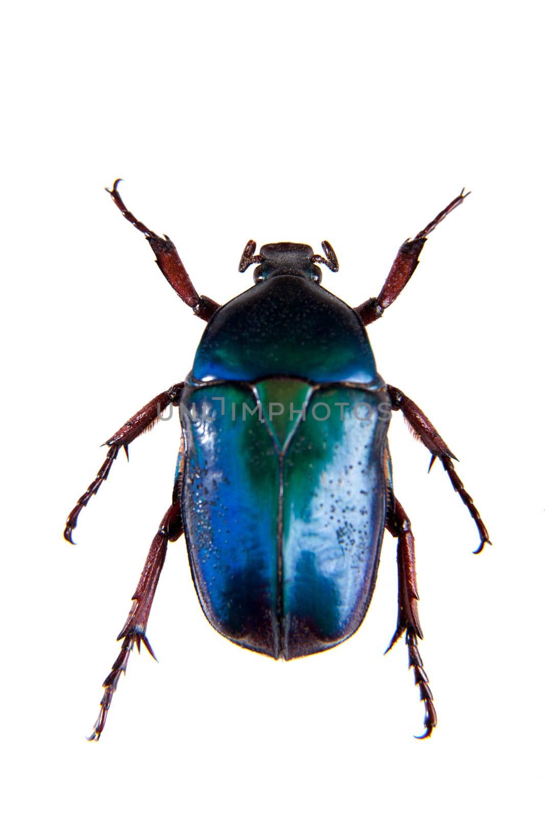 Blue beetle in museum isolated on the white background