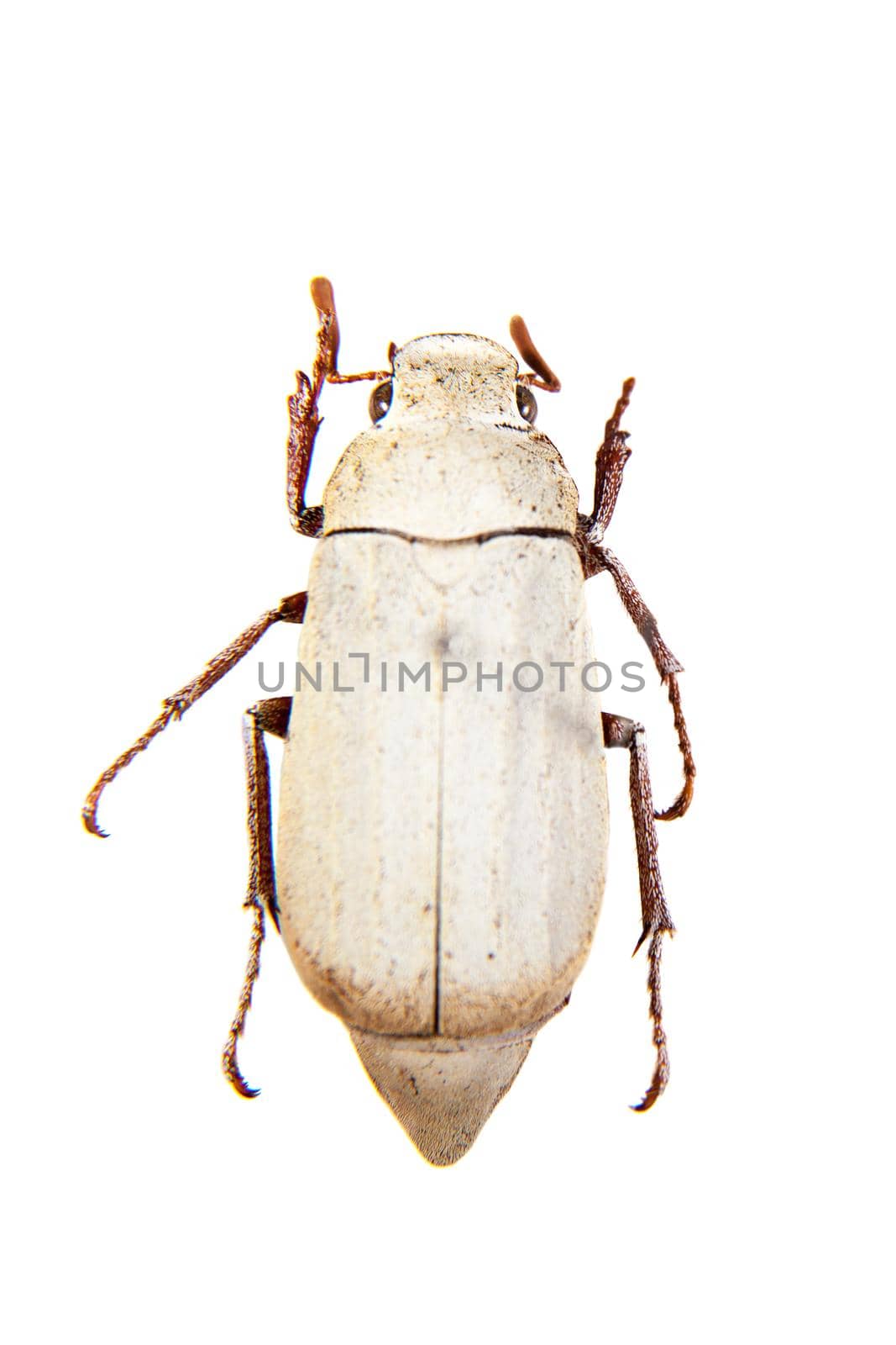 Cockchafe beetle in museum isolated on the white background