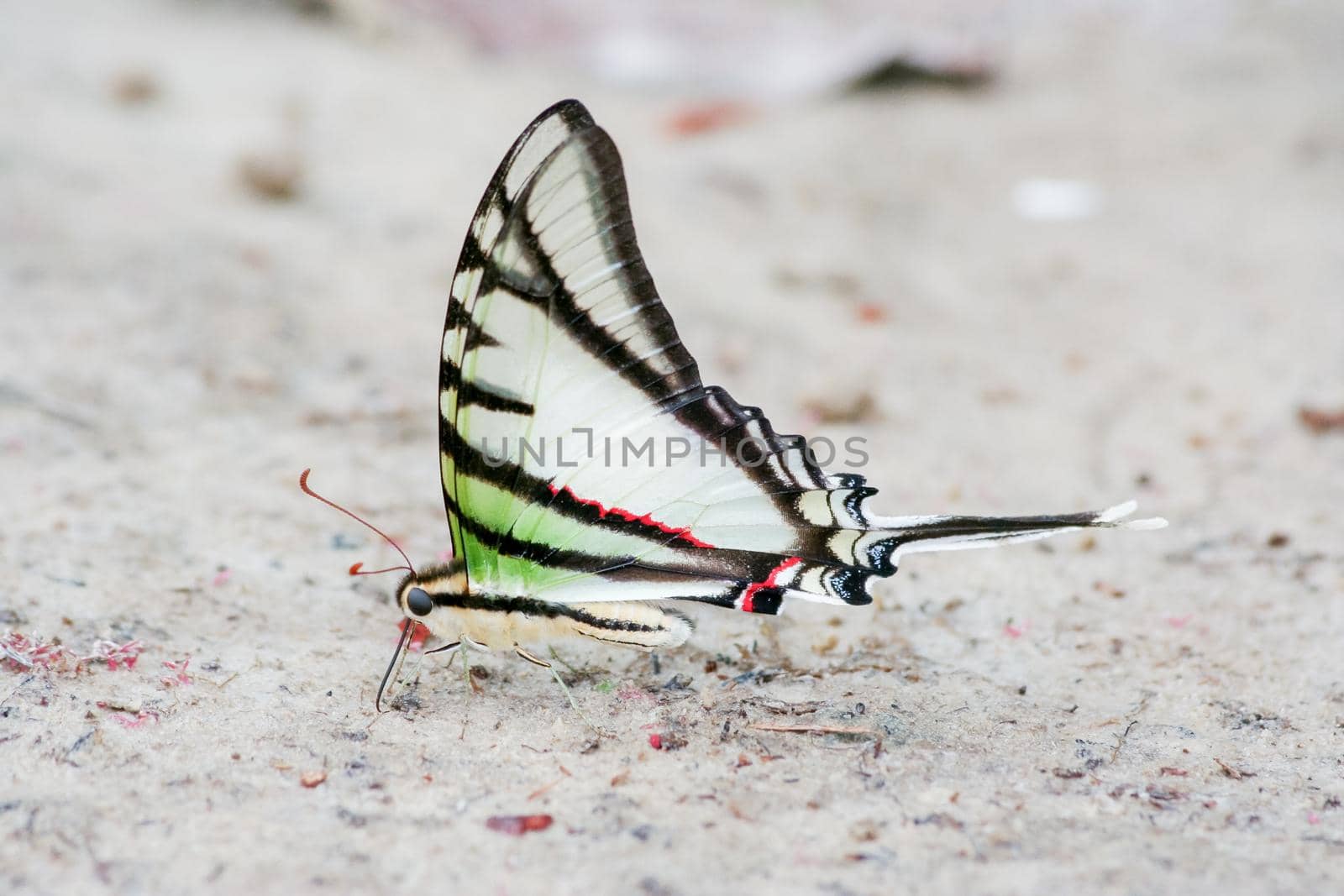 Rare and colorful butterfly in South America by RosaJay