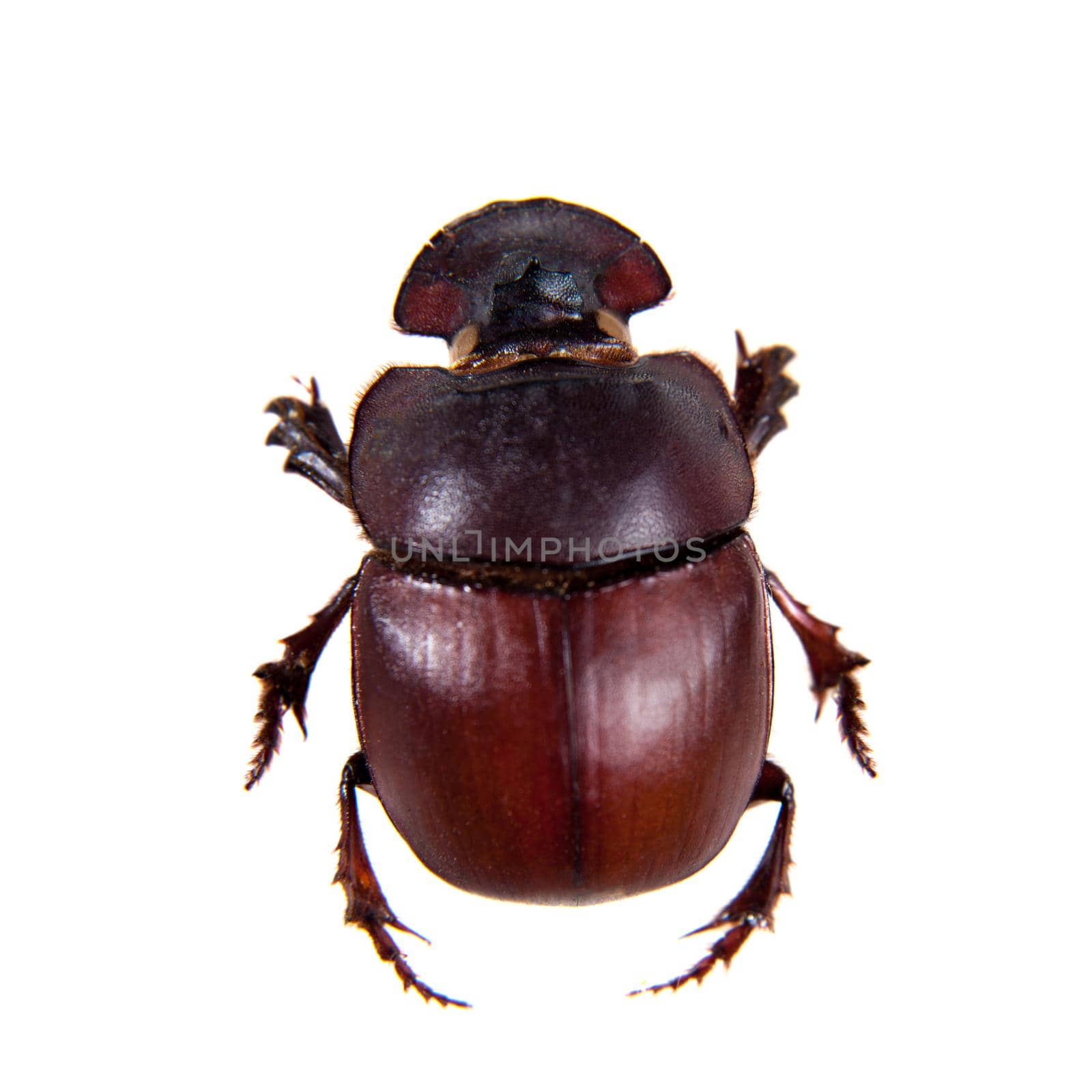 Canthon beetle in museum isolated on the white background