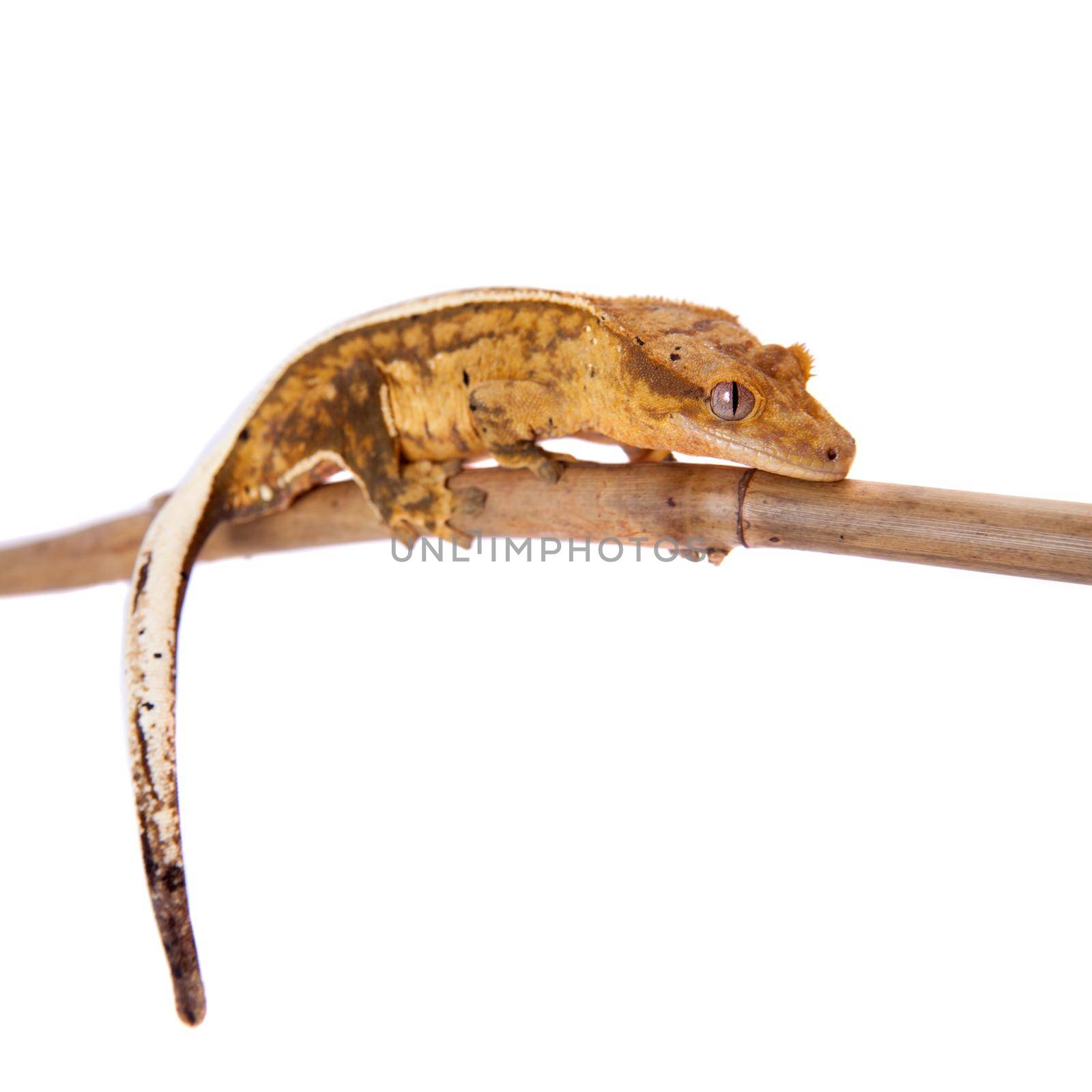 New Caledonian crested gecko, Rhacodactylus ciliatus, isolated on white