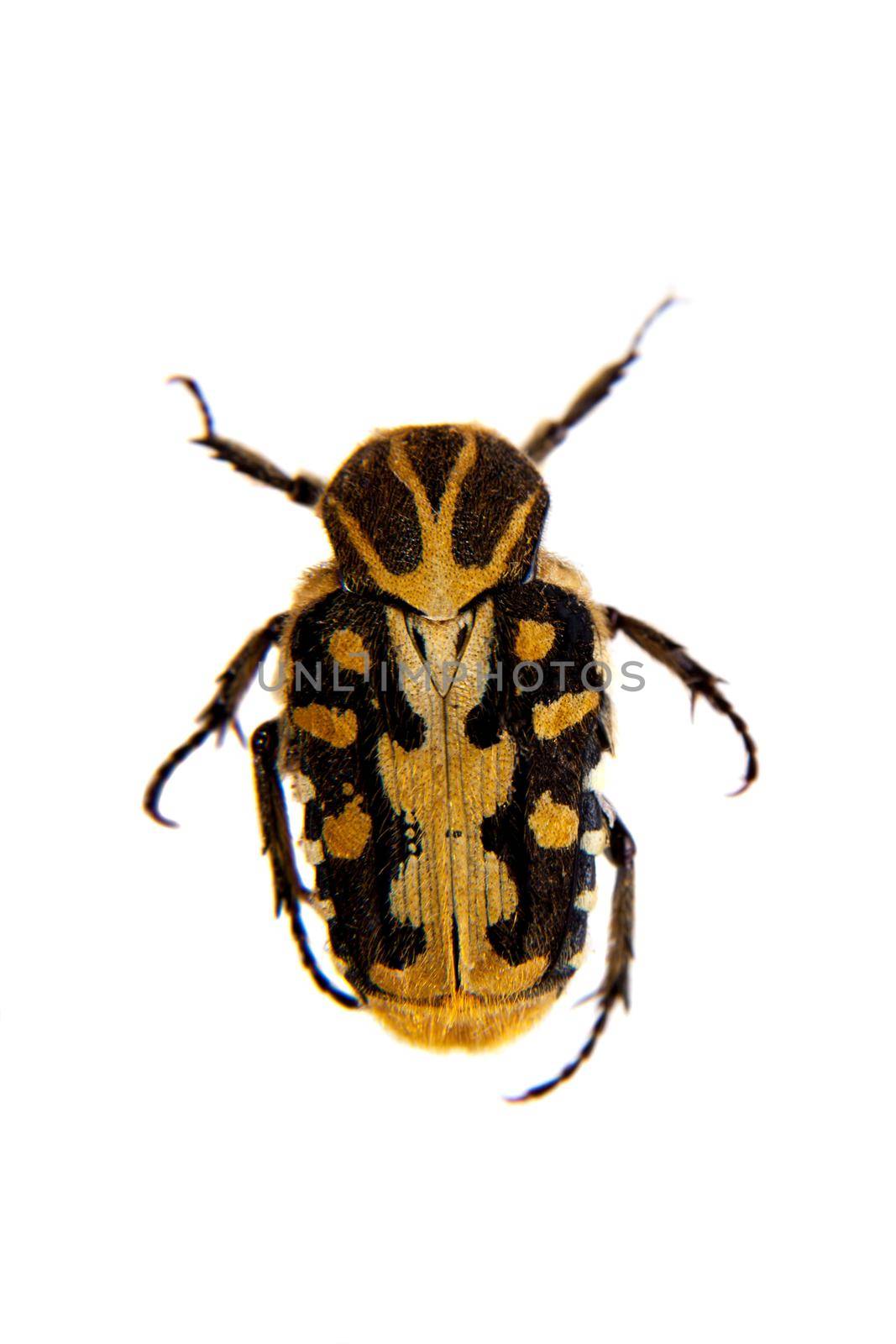 Flower beetle in museum isolated on the white background