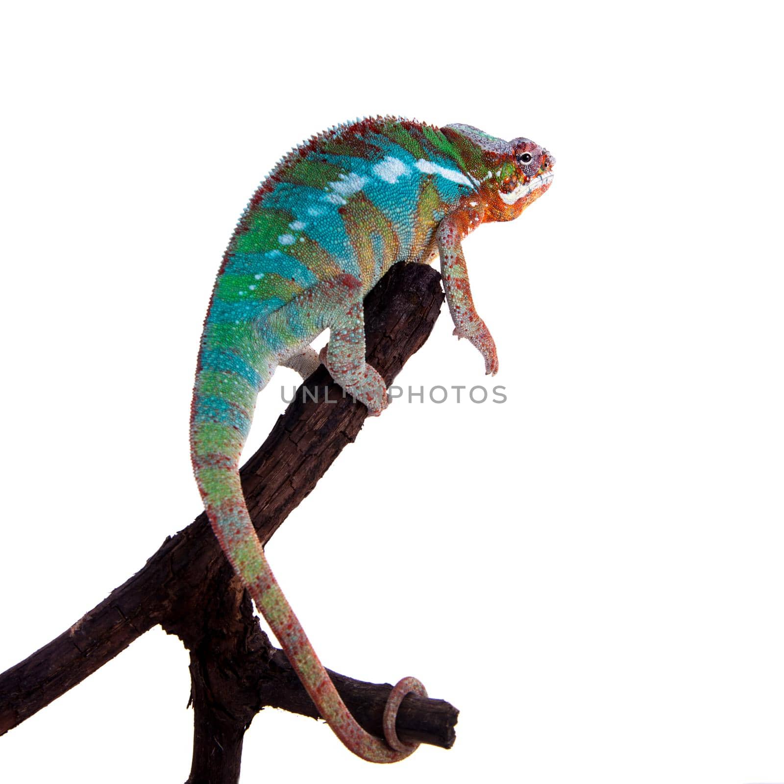 The panther chameleon, Furcifer pardalis on white by RosaJay