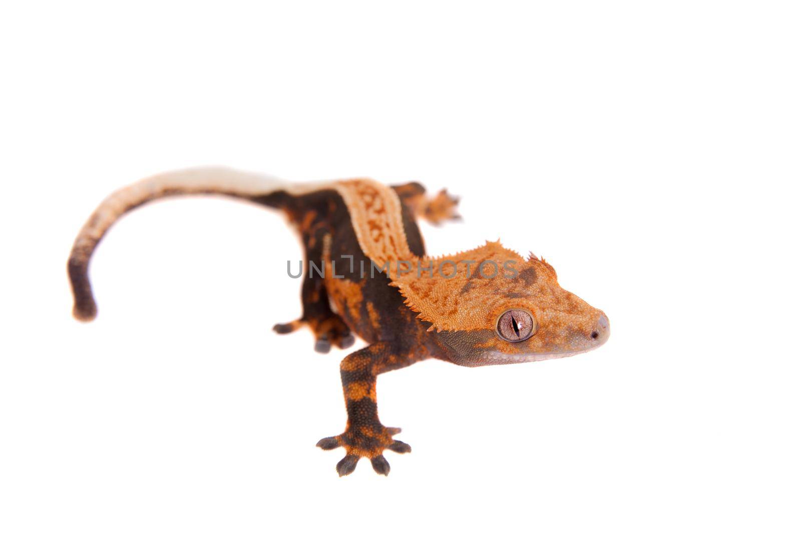 New Caledonian crested gecko, Rhacodactylus ciliatus, isolated on white