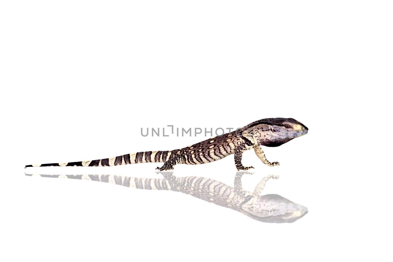 Newborn Black Throat Monitor Lizard, Varanus albigularis, isolated on white background