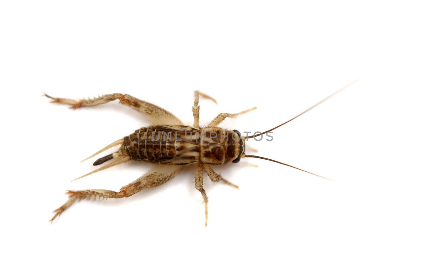 Dead common house cricket on white by RosaJay