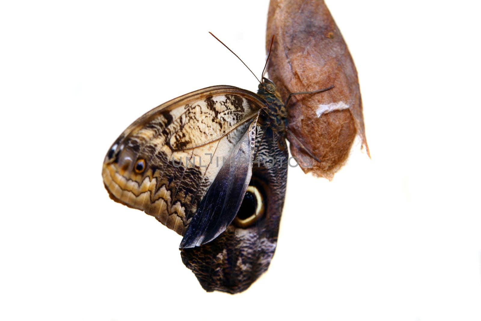 Caligo eurilochus butterfly isolated on white background