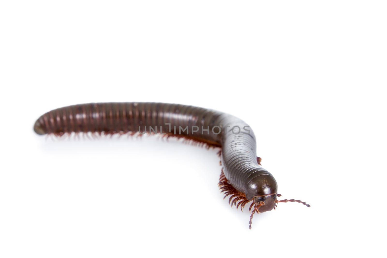 The Millipede or Myriapoda isolated on white background