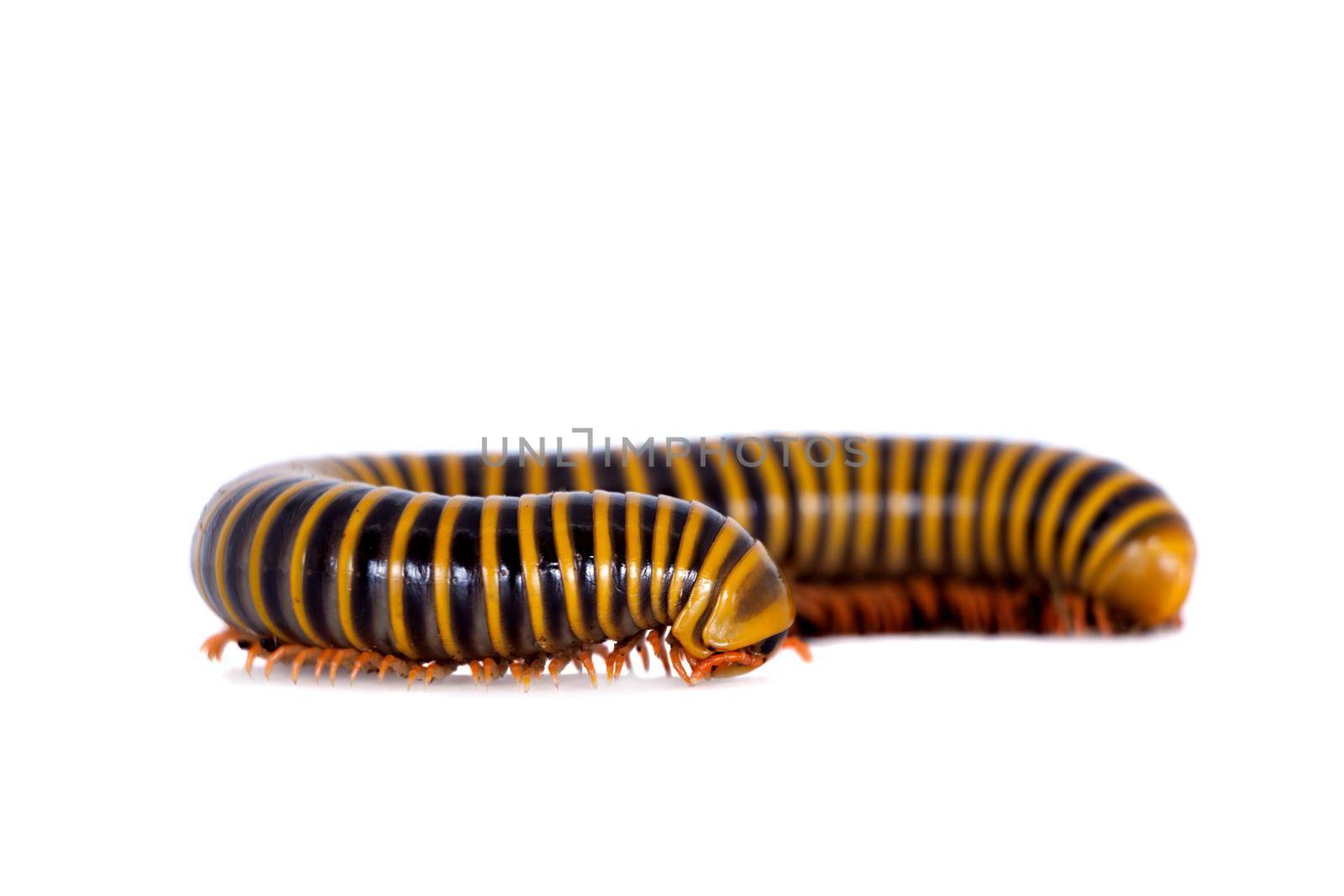 Wonderful Mexican millipede isolated on white background