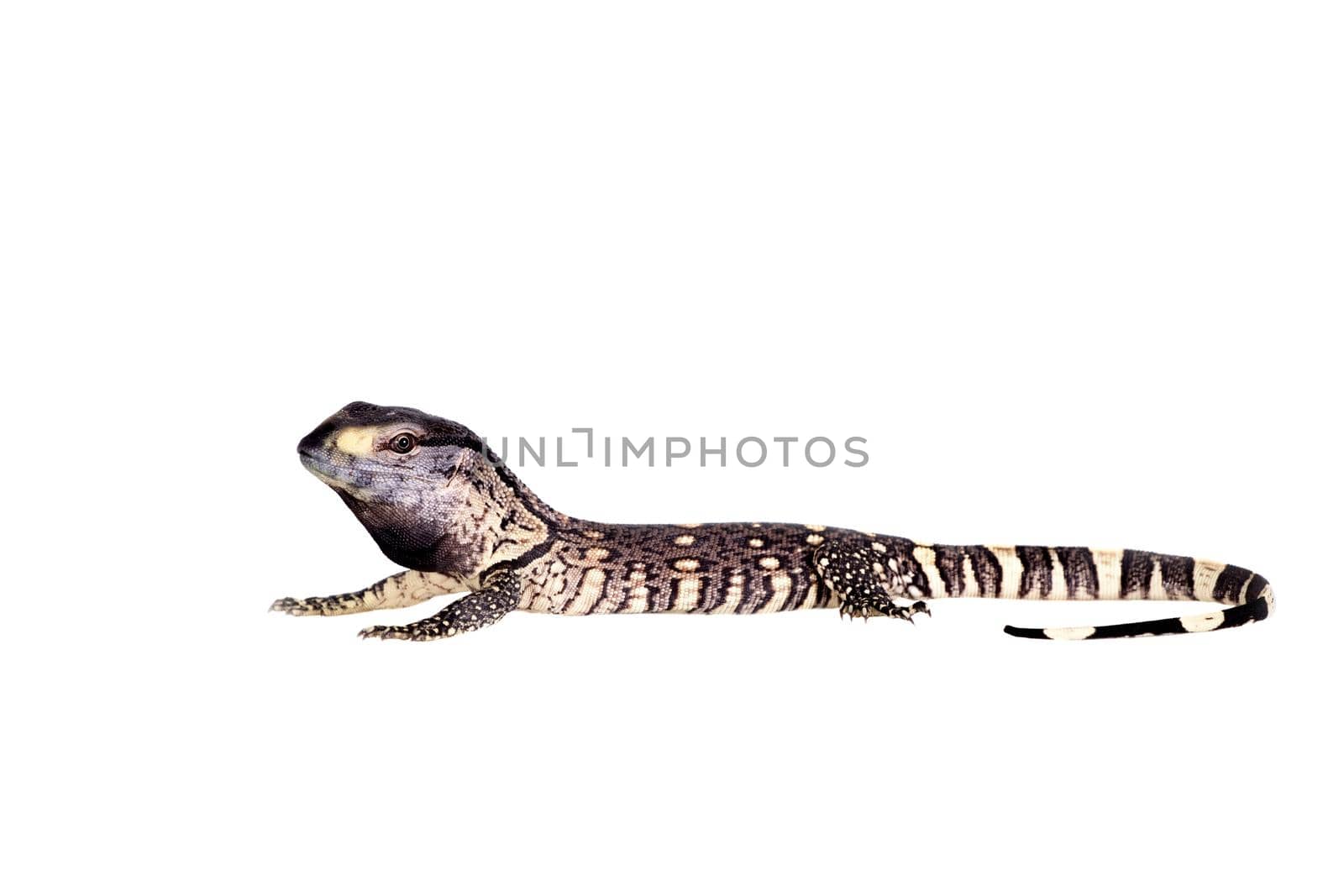 Newborn Black Throat Monitor Lizard, Varanus albigularis, isolated on white background