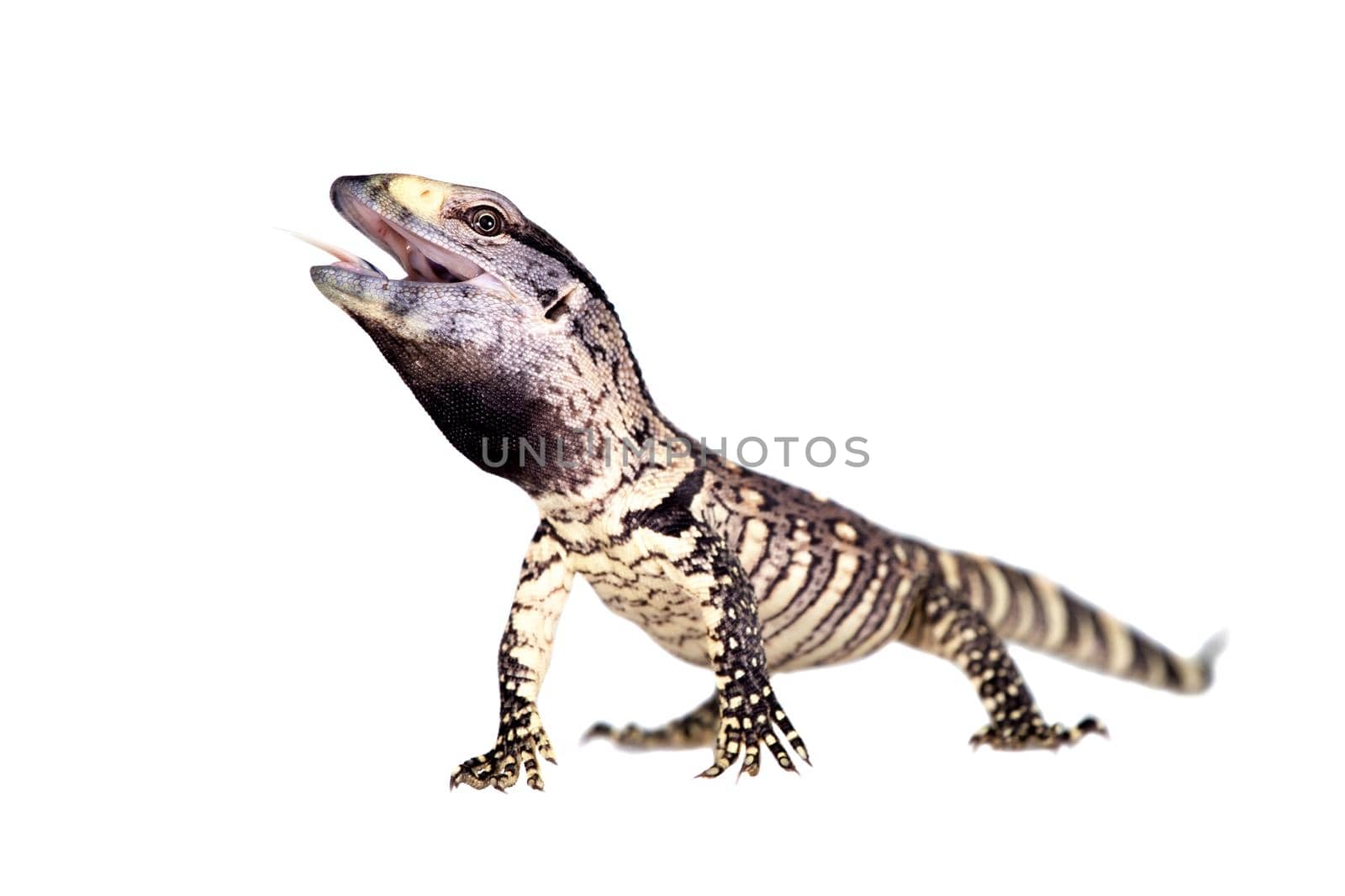 Newborn Black Throat Monitor Lizard, Varanus albigularis, isolated on white background