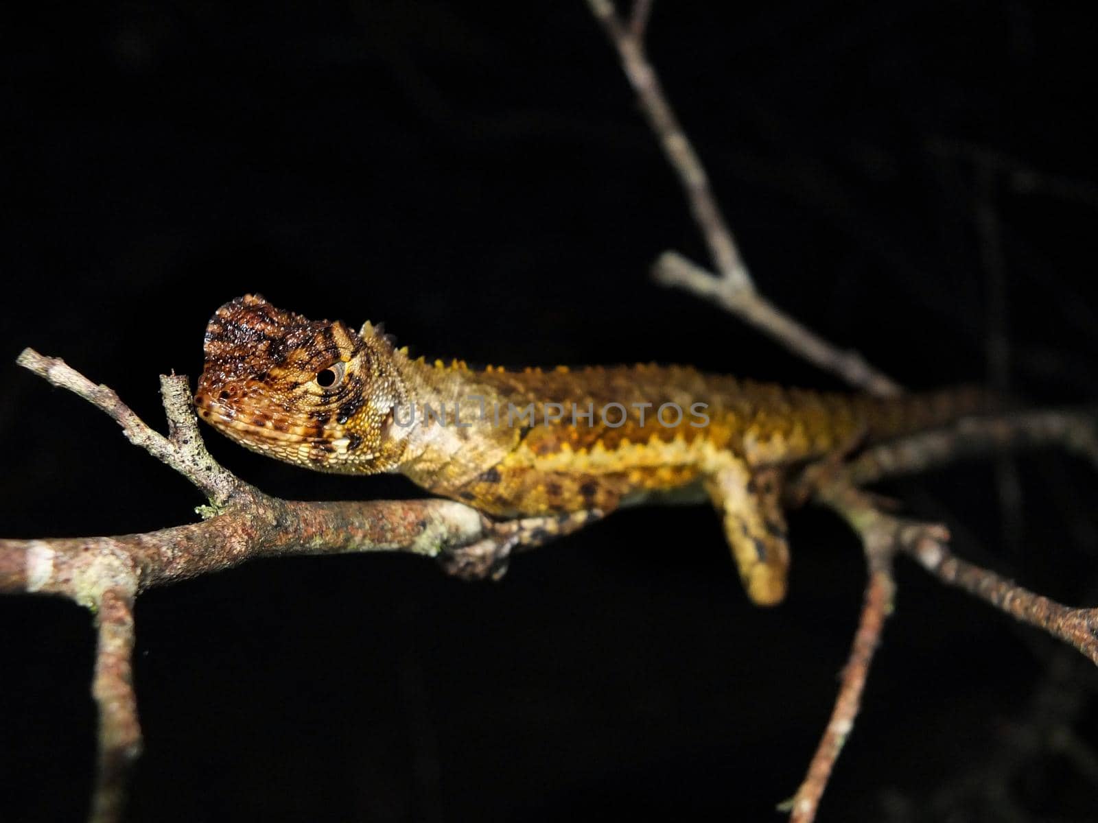 Diving Lizard sitting on a tropical branch at night, Uranoscodon superciliosus