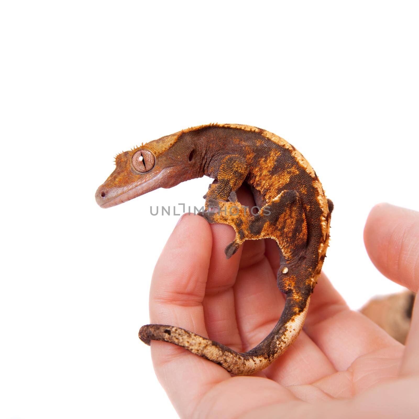 New Caledonian crested gecko on white by RosaJay