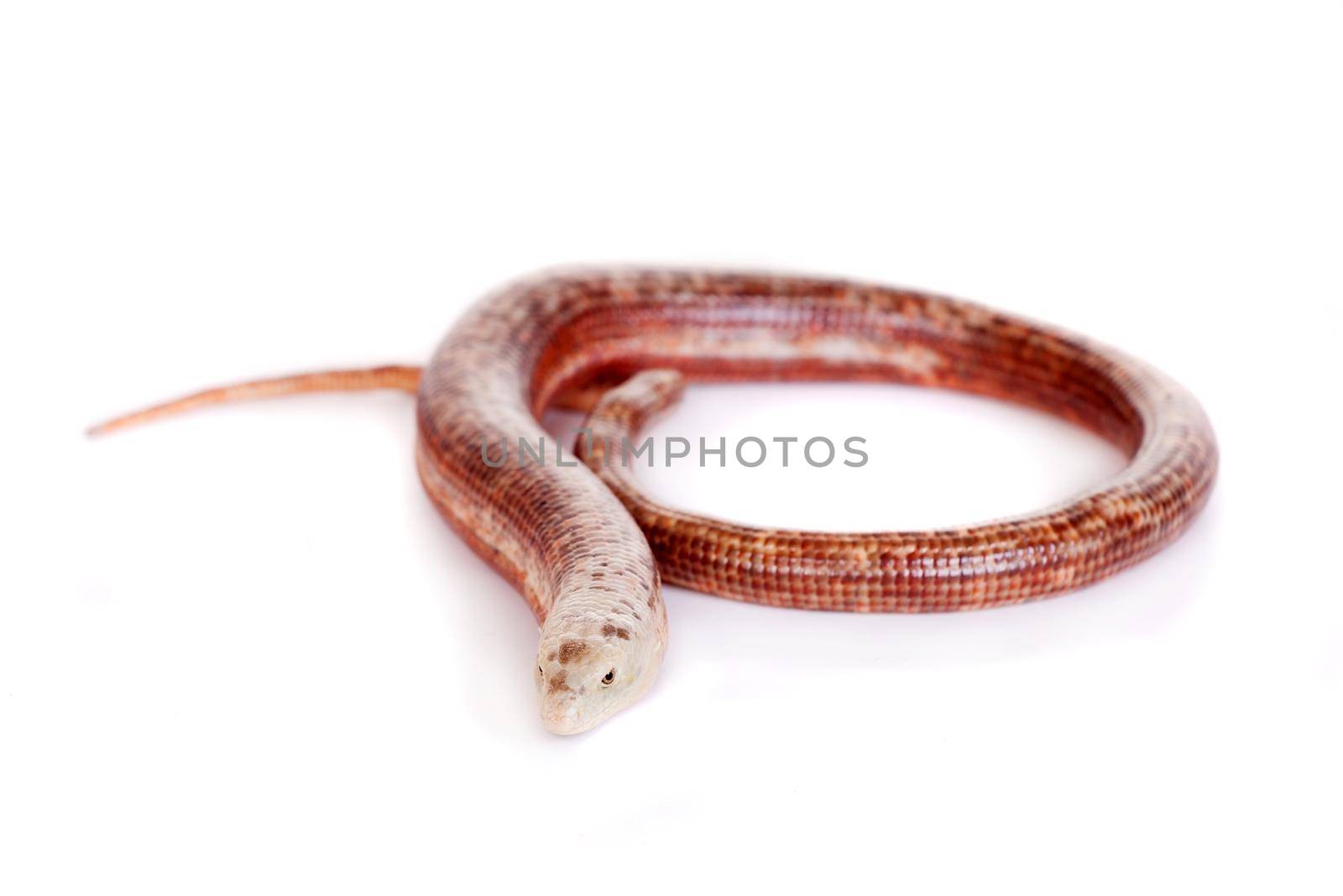 Sheltopusik or European Legless Lizard on white by RosaJay