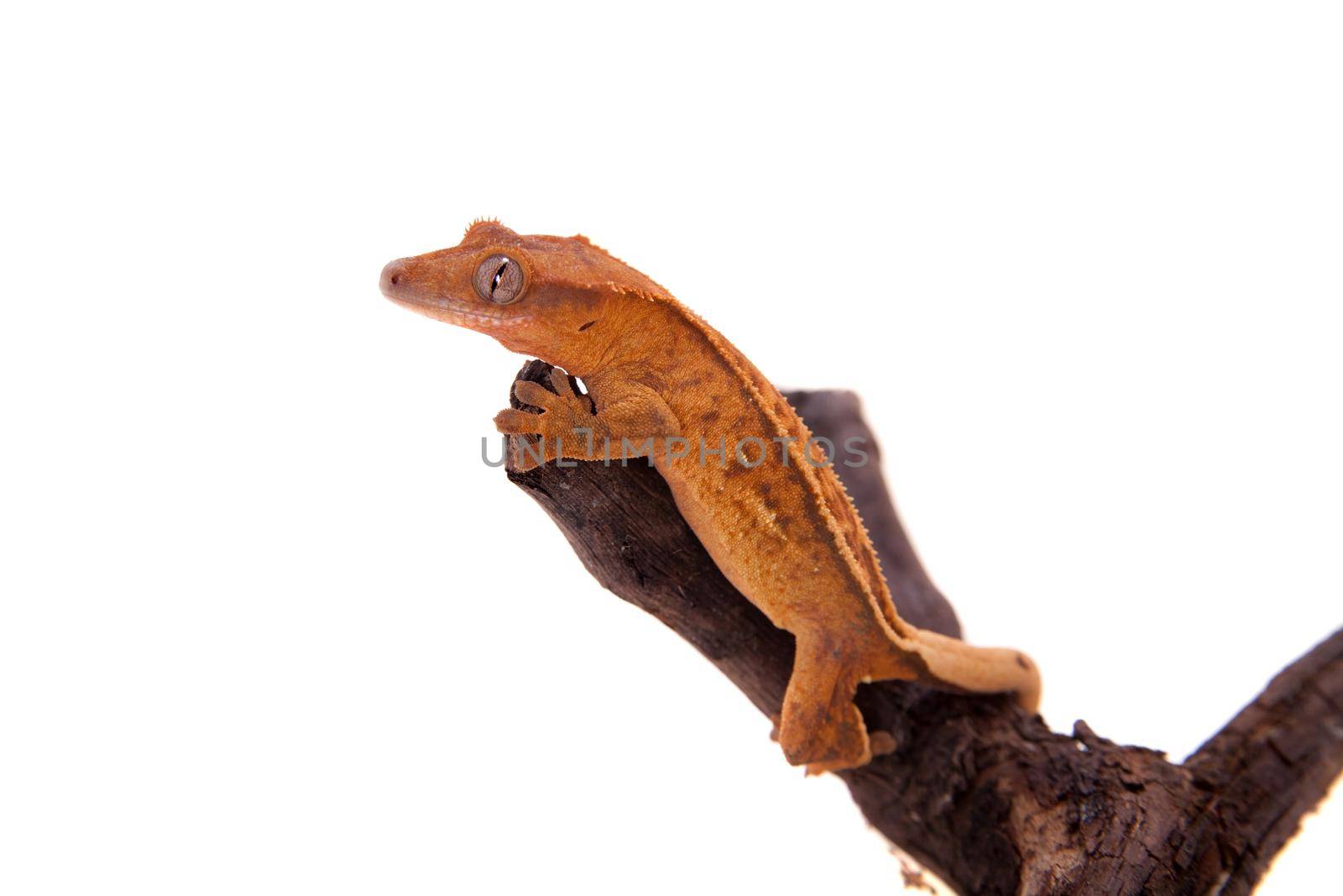 New Caledonian crested gecko, Rhacodactylus ciliatus, isolated on white