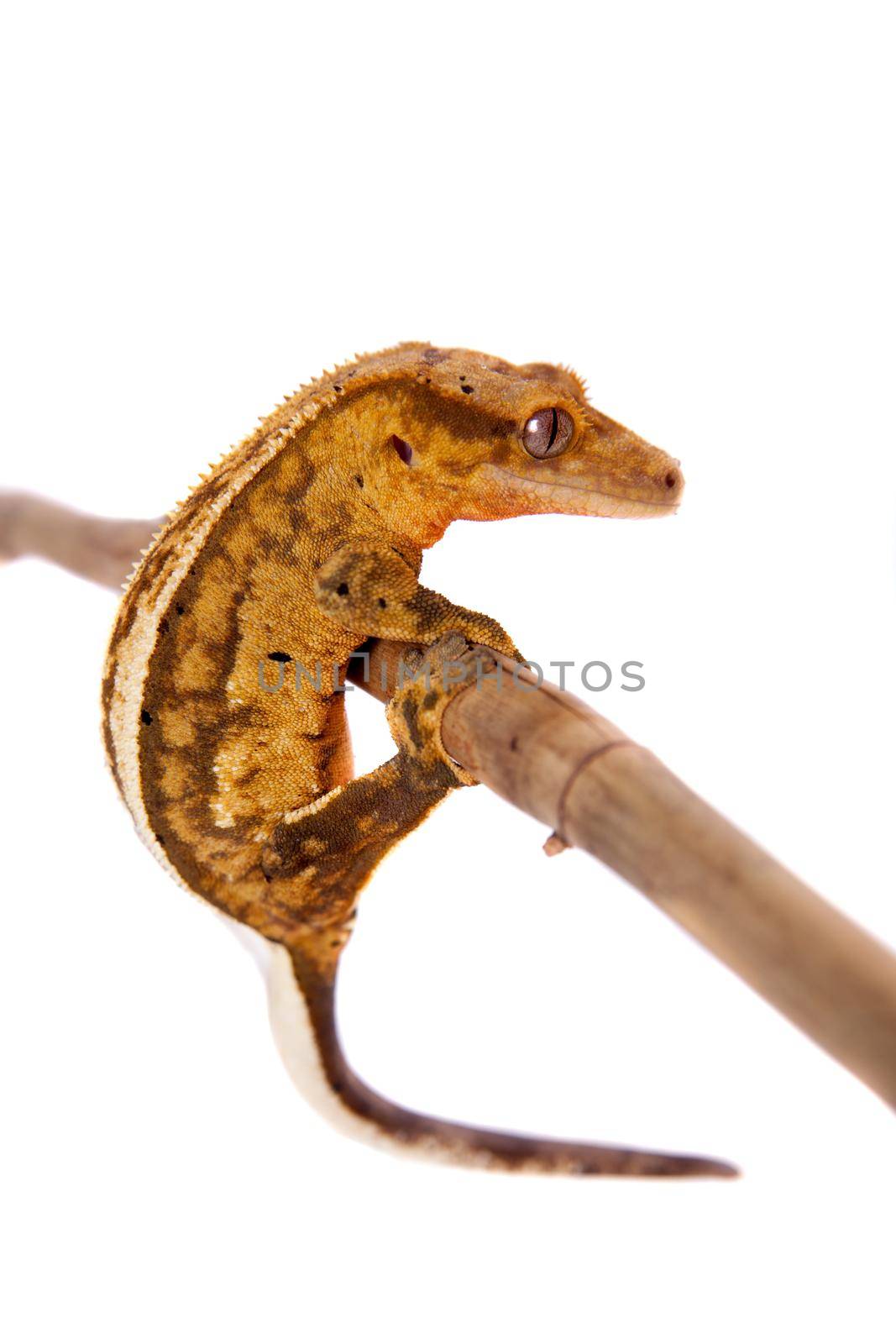 New Caledonian crested gecko, Rhacodactylus ciliatus, isolated on white