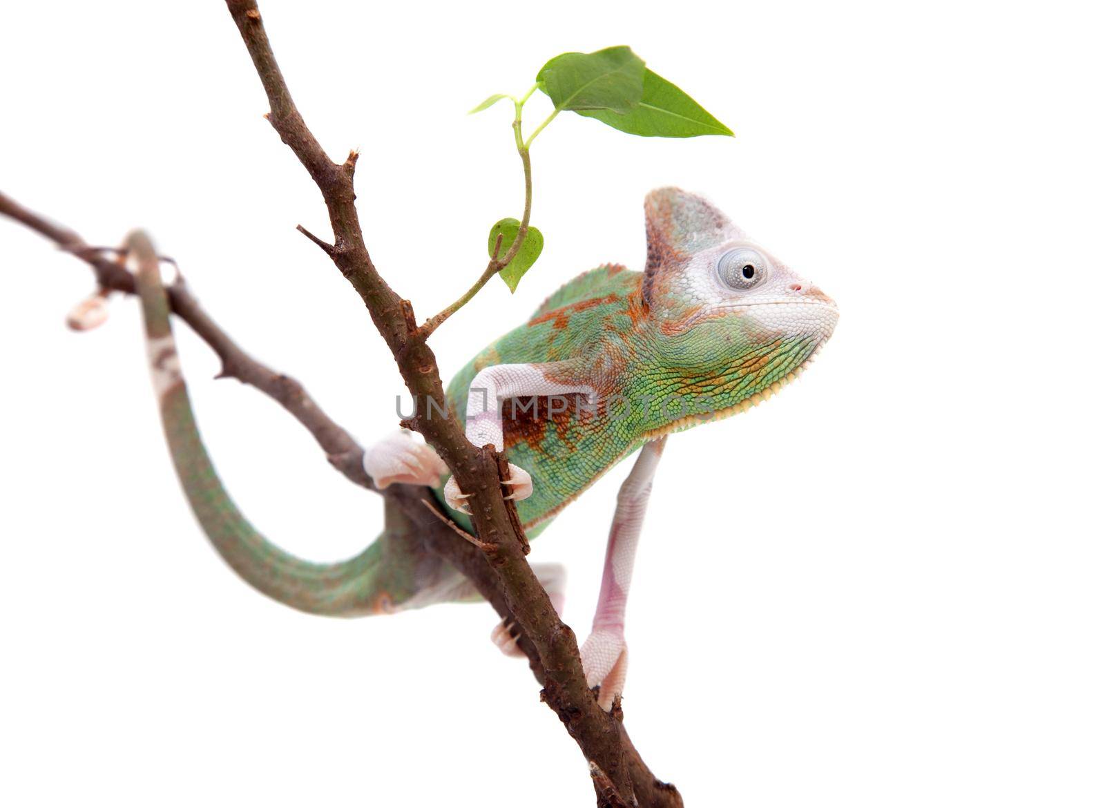 The veiled chameleon piebald, Chamaeleo calyptratus, female isolated on white background